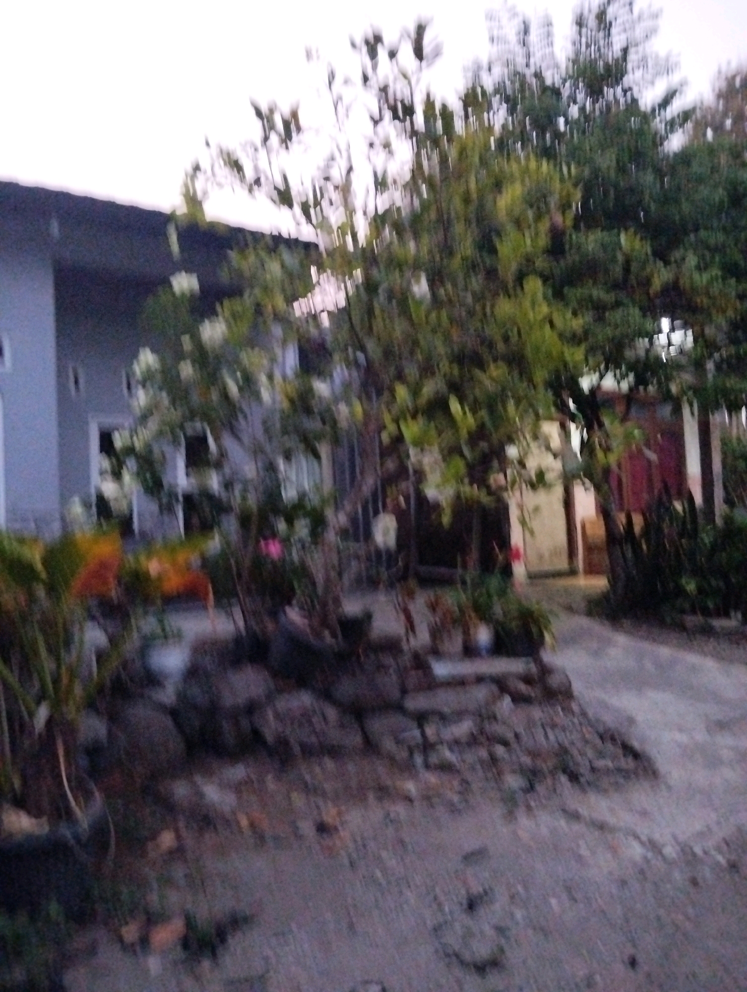 The image depicts a blurred outdoor scene at dusk in Salatiga, Indonesia. A gray, two-story building with a dark roof is visible on the left, partially obscured by foliage. In front of the building, several trees and plants are present, some with white flowers. A pathway or driveway, appearing to be made of gravel or concrete, occupies the foreground and right side of the image. The overall impression is of a residential or semi-residential area.
