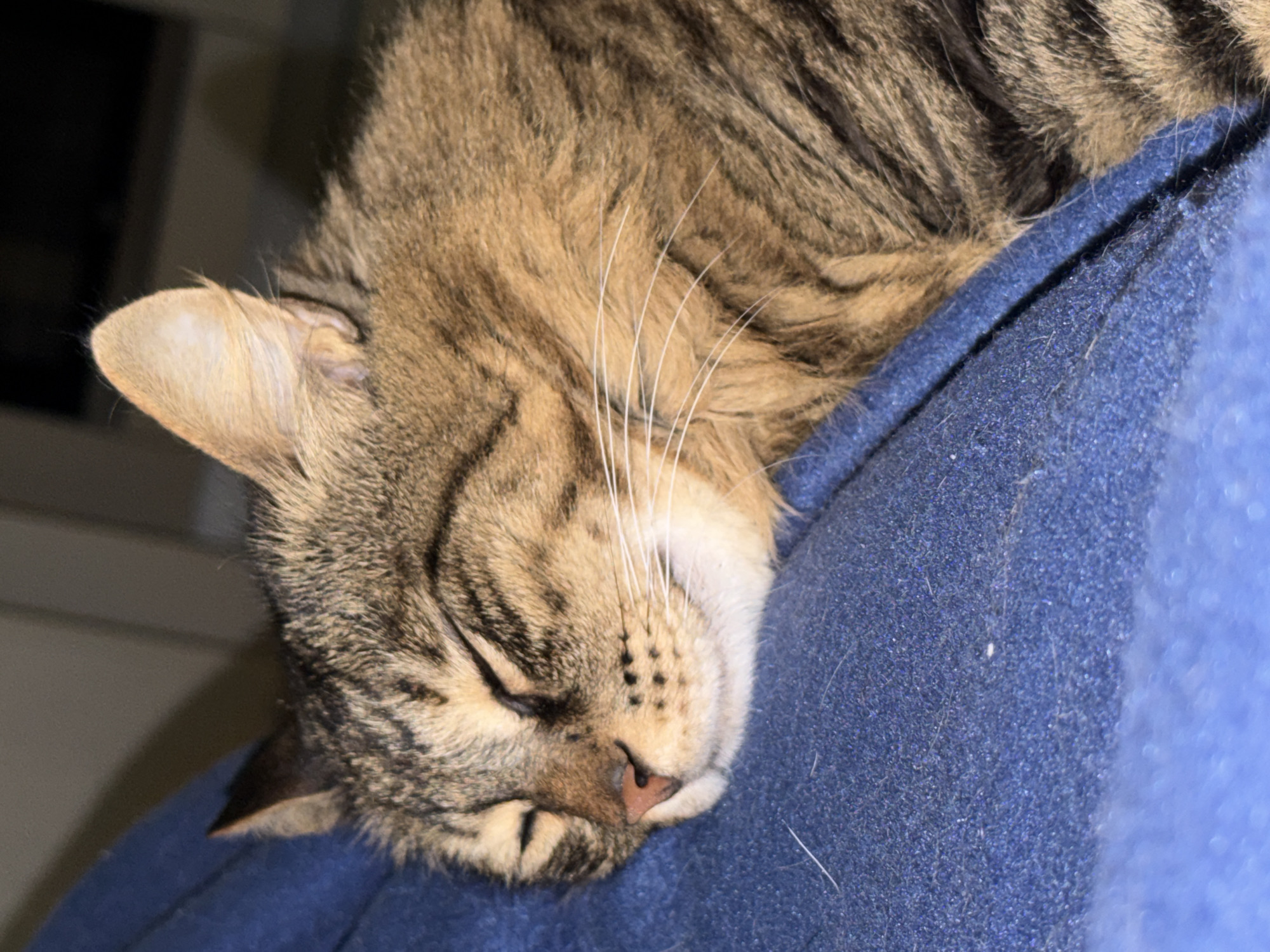 A close-up of a tabby cat asleep on a blue fabric surface. The cat's head is angled downwards to the left, with its eyes closed. The cat's fur is a mix of brown and black stripes. White whiskers are visible. The background is out of focus, but a wall is partially visible. The location, Boreti, Montenegro, is not apparent from the image.