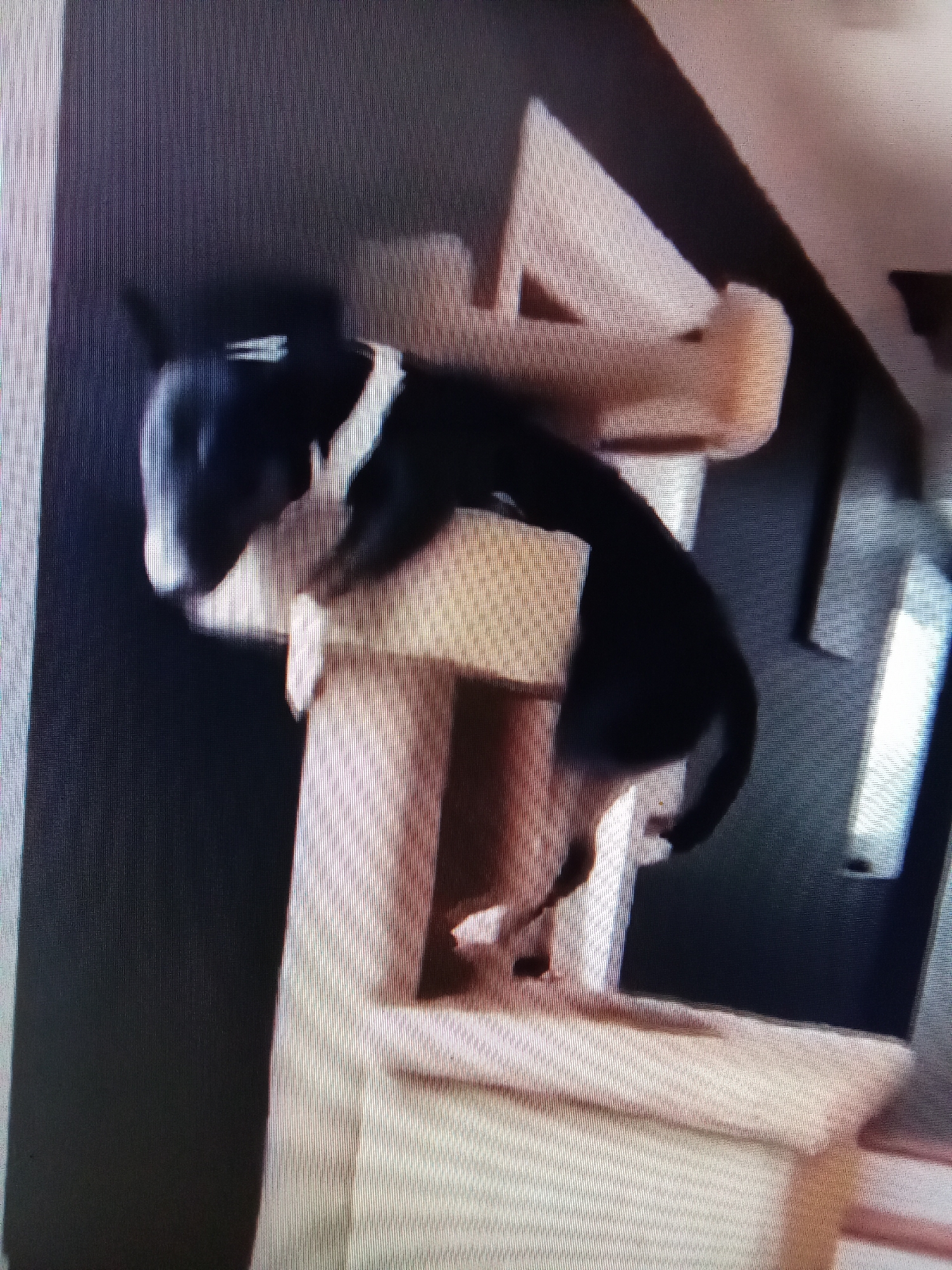 A blurry, low-resolution image shows a black and white dog with a white collar, appearing to be a Bull Terrier, on a light brown multi-level pet structure. The dog is positioned on one of the upper levels, with its head down and body arched, as if reaching for something or in the process of movement. The background is dark and indistinct, with hints of vertical lines that might suggest a curtain or wall covering. The image quality makes it impossible to determine the specific location within Рощин ауылдық округі, Kazakhstan, or any other environmental details.