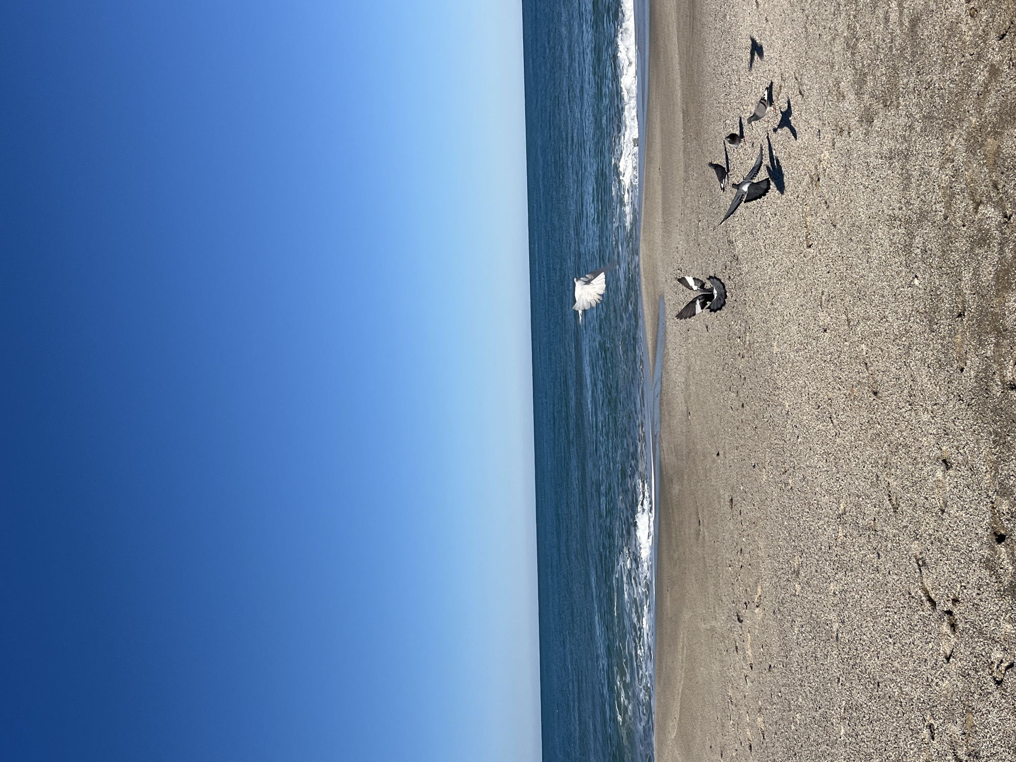 The image shows a beach scene in Alanya, Turkey. A clear blue sky occupies the left half of the image. The right half depicts a beach with sand and a gentle surf. A flock of birds is scattered on the beach, some in flight, others on the ground. The sand appears to be a mix of light and dark grains. The water is dark blue and white, with small waves.