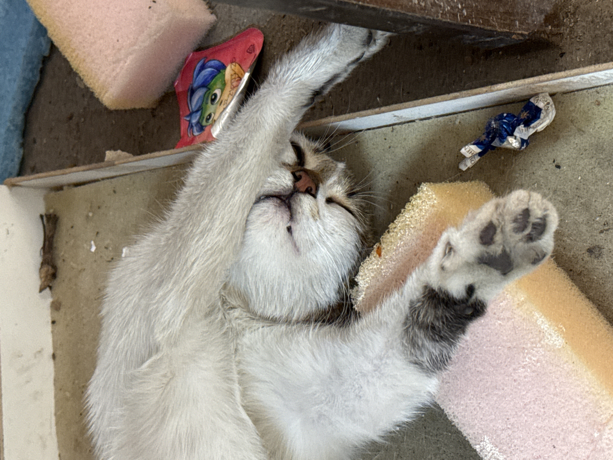 A silver and white kitten is lying on its back in a narrow, possibly enclosed space. The kitten is positioned between pieces of pink and yellow foam. Its paws are raised in the air. A small red package with a cartoon character is near the kitten's head, and a crumpled wrapper lies to the right of the kitten. The location is unknown and cannot be determined from the image.