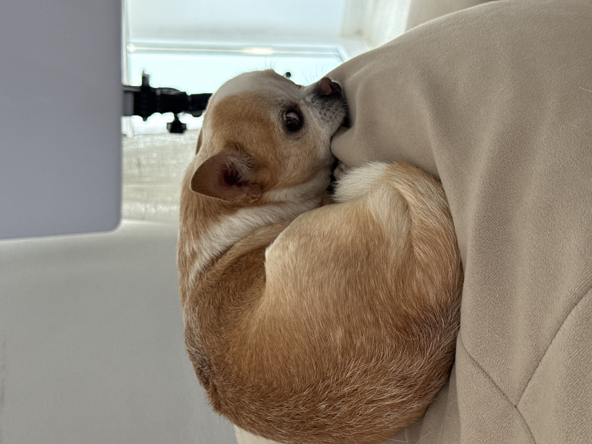 A tan and white Chihuahua is curled up against a beige, fabric-covered object, possibly a chair or sofa. The dog's head is visible, with its snout pressed against the fabric. The body is curled in a tight circle. The background includes a window with an object attached to it, and a white surface. Location is unknown.