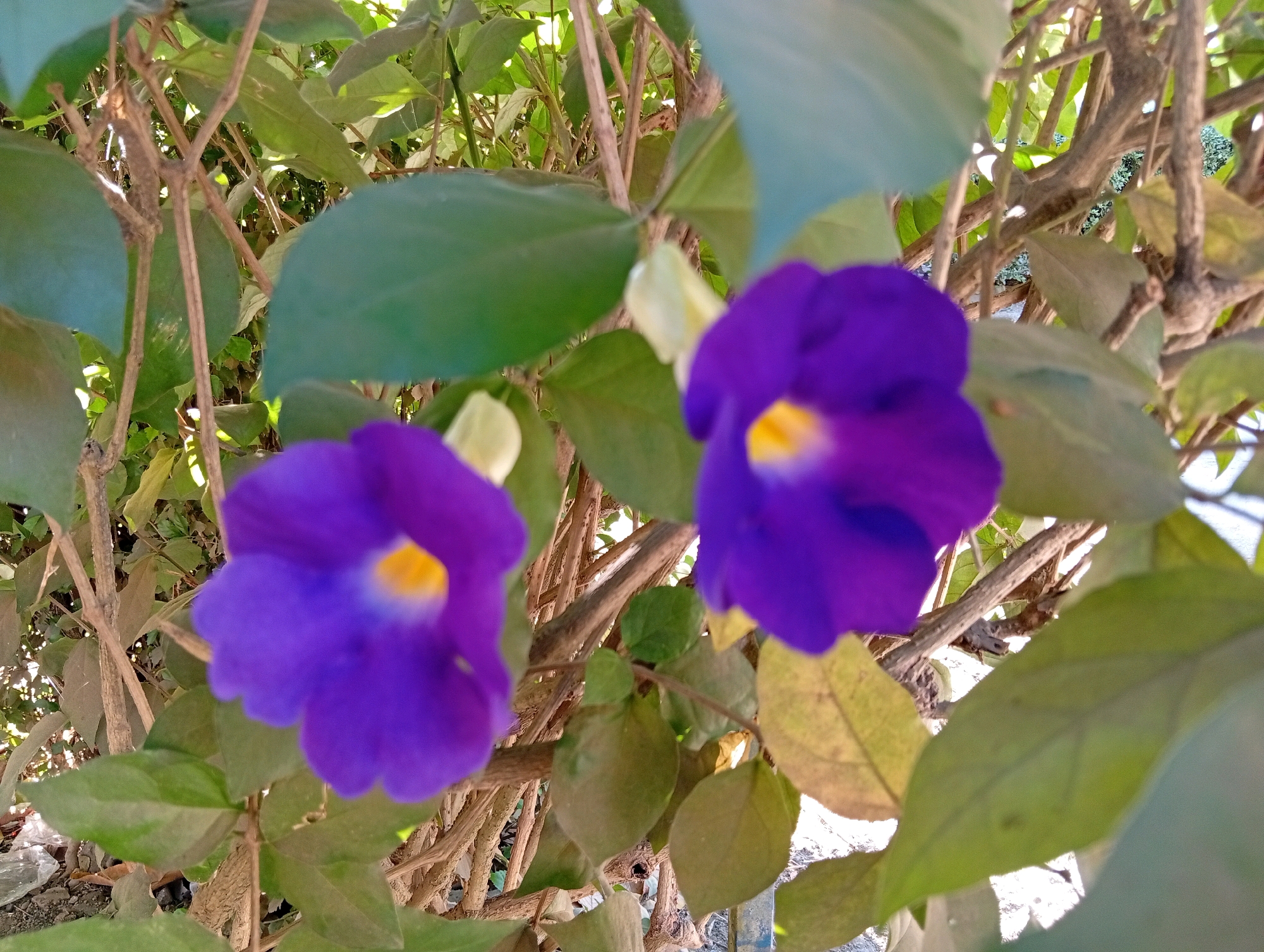 The image depicts two vibrant purple flowers with bright yellow centers, positioned in the foreground against a backdrop of green foliage and intertwined branches. The flowers are in focus, showcasing their delicate petals and textured centers, while the surrounding leaves and branches are slightly blurred, suggesting a shallow depth of field. The lighting appears to be natural sunlight, casting subtle shadows and highlighting the textures of the plant life. The environment suggests an outdoor setting, possibly a garden or natural area. The image does not contain any people or indicate specific actions or interactions. The exact location of Miritpetikusan, Indonesia, is not visually discernible from the image content.