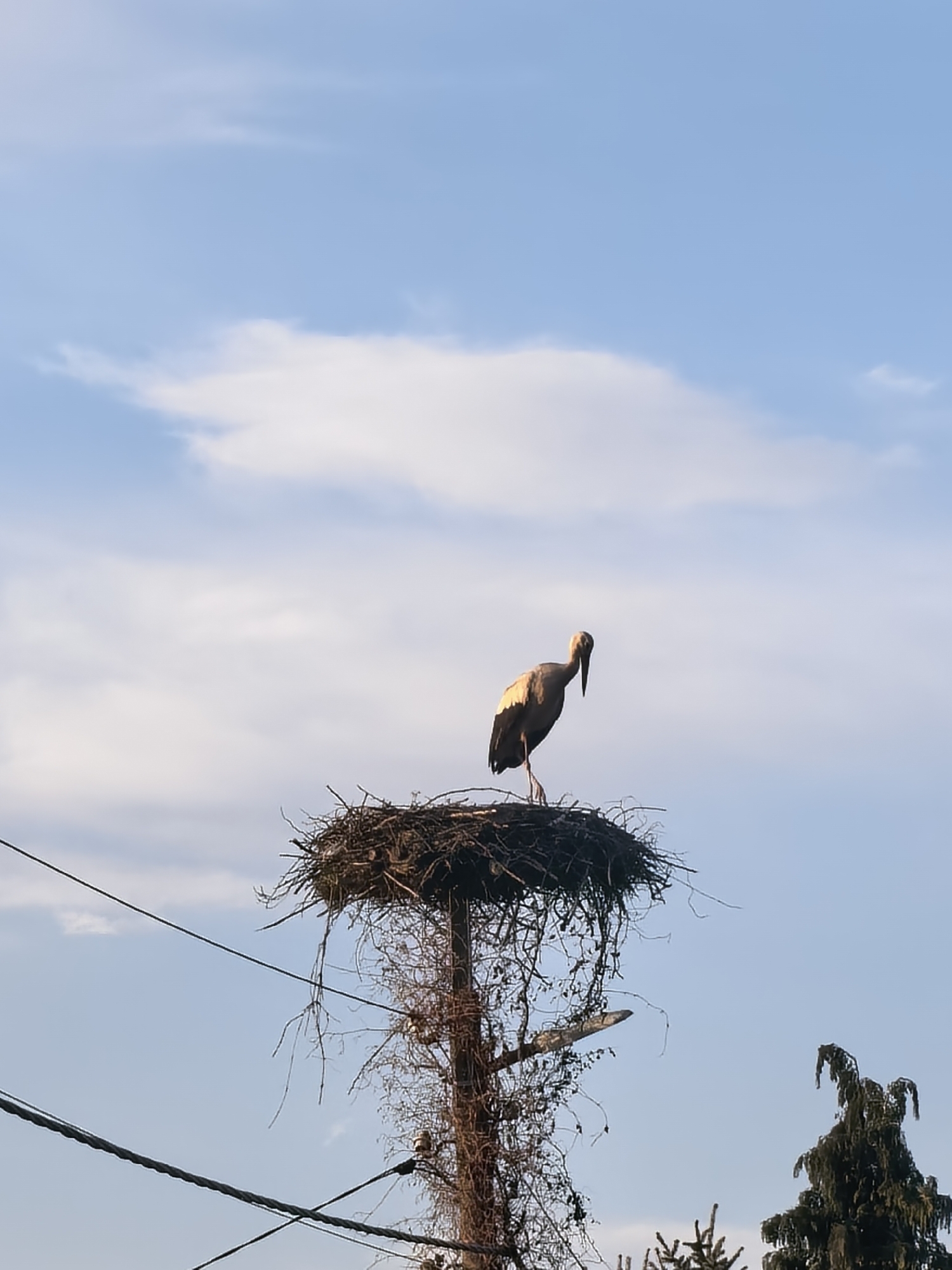 A stork stands in its nest atop a utility pole in Sapareva Banya, Bulgaria. The nest, constructed of branches, sits atop the pole. Electrical wires cross the foreground of the image. The sky is blue with scattered clouds. A coniferous tree is visible in the lower right corner of the image.