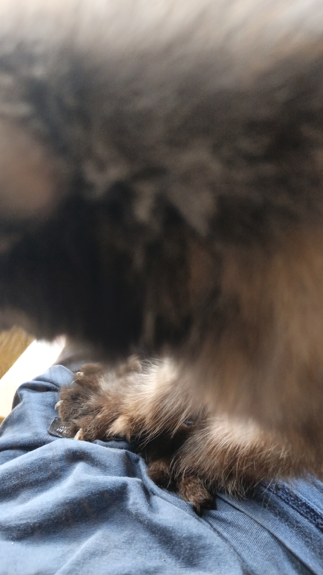 The image shows a close-up of a fluffy, dark-furred animal's paw resting on a blue fabric, possibly clothing. The paw has visible claws and is covered in soft fur. The background is blurred, suggesting the image was taken indoors or in a controlled environment. There is no discernible location within Tigaraksa, Indonesia, or any other specific environmental details. The focus is on the texture and form of the animal's paw and fur.