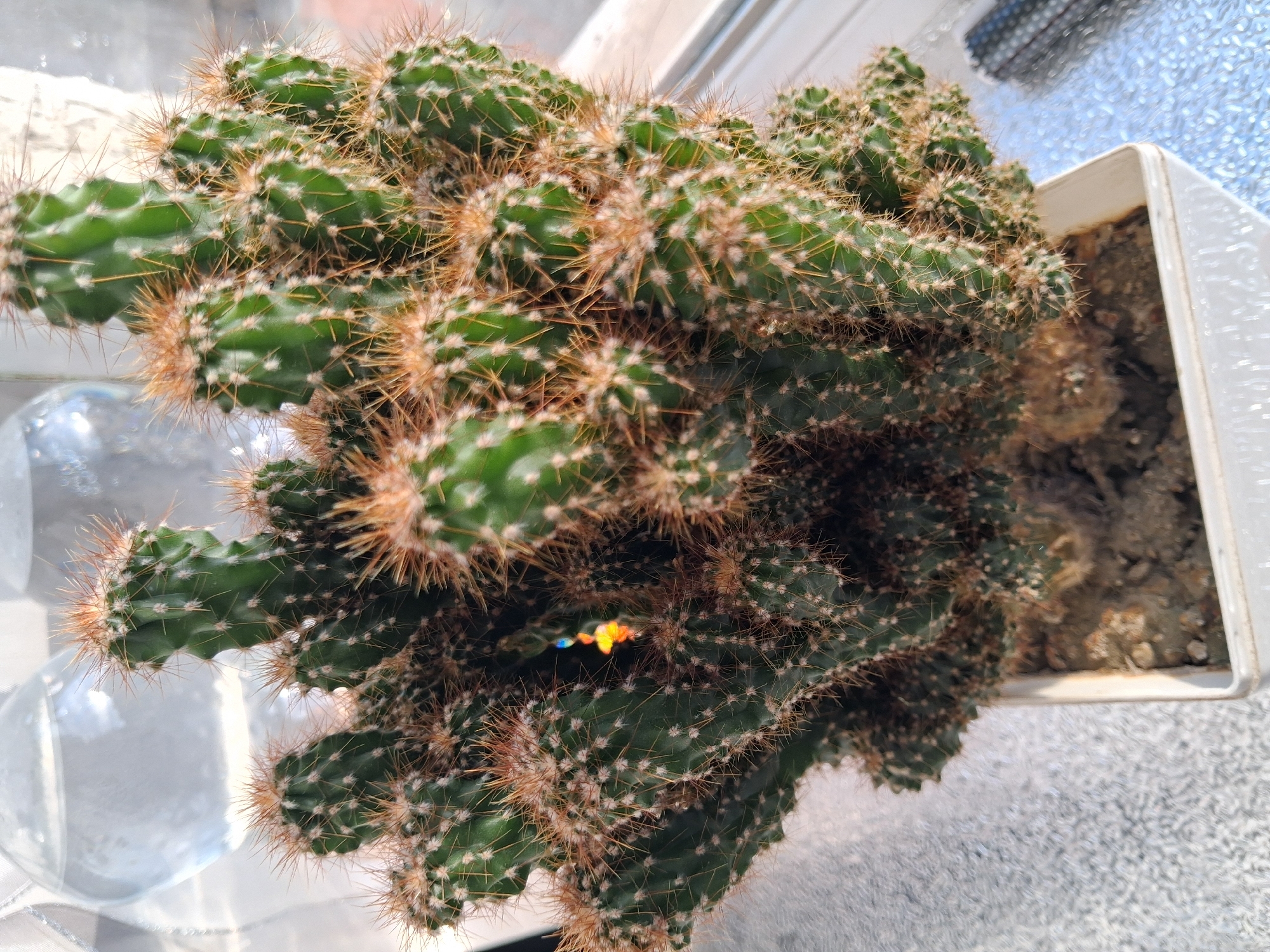 A potted cactus sits on a windowsill in Guldaula, Kazakhstan. The cactus is a dense cluster of green, ribbed stems covered in sharp, yellowish-brown spines. Several of the stems have small, colorful glints of light reflecting off them, possibly from a prism or a piece of glass. The cactus is in a white, square plastic pot filled with soil. In the blurred background, a clear glass vessel filled with water is visible, along with a white curtain or fabric. The windowsill appears to be made of a textured, speckled material, and beyond it, a window shows a bright, possibly sunny, outdoor scene.