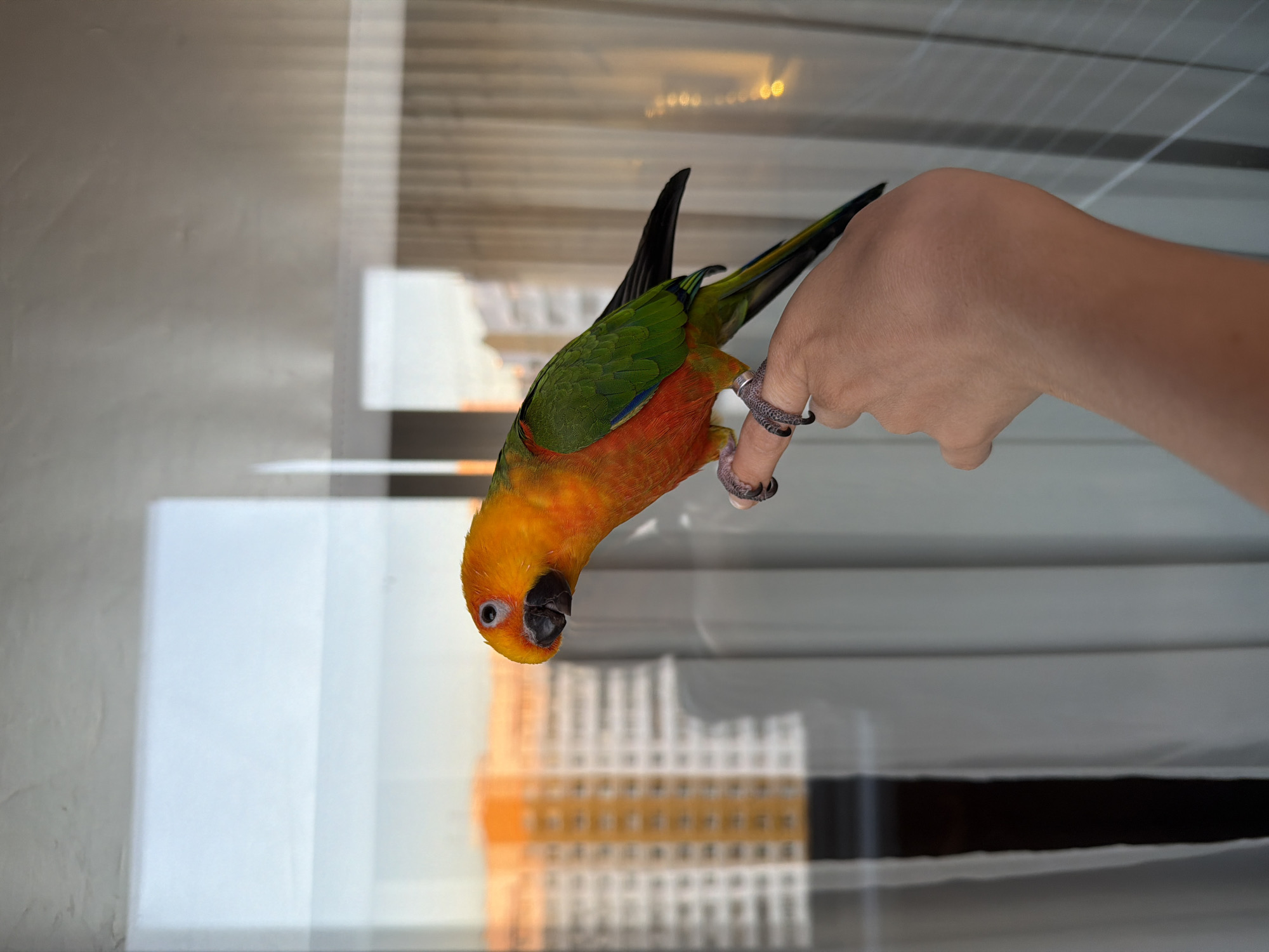 A vibrant parrot with a bright orange head and chest, transitioning to olive green wings and back, is perched on the extended index finger of a human hand. The parrot's dark eye is visible with a light periophthalmic ring, and it has a dark grey beak. Its dark feet grip the finger, and a metallic band is present on its left leg. The hand, exhibiting a light to medium skin tone, is positioned indoors in front of a large window or glass door.
Reflected on the upper left portion of the glass is a plain light-colored surface, likely an interior wall or ceiling. Behind the hand and parrot, light-colored, somewhat translucent curtains are visible inside the room. Through the window, a cityscape can be observed, featuring multiple high-rise residential buildings. A prominent building on the left shows its upper floors illuminated by a warm, intense orange light, indicative of either sunrise or sunset, against a muted sky. This scene is located in the city of Khimki, Russia.