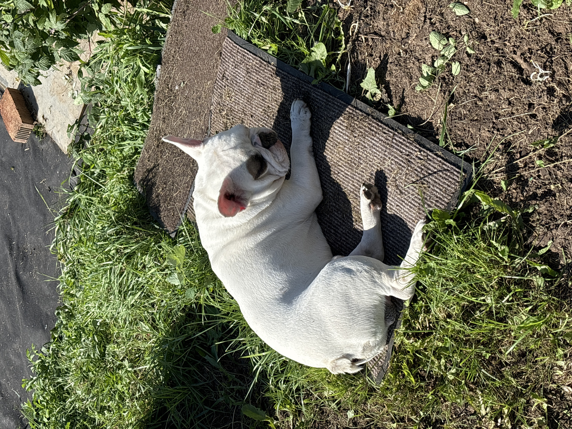 A white French bulldog is lying on a brown mat in a grassy area. The dog is facing to the right with its head resting on the mat. The dog's eyes are closed, and its ears are pointed upwards. The mat is placed on the ground, which is covered in dry grass and dirt. In the background, there is more grass and some green bushes. A brick is visible in the upper right corner of the image. The scene appears to be outdoors in a garden or yard. There is no indication of the specific location within the city of Chaikovsky, Russia.