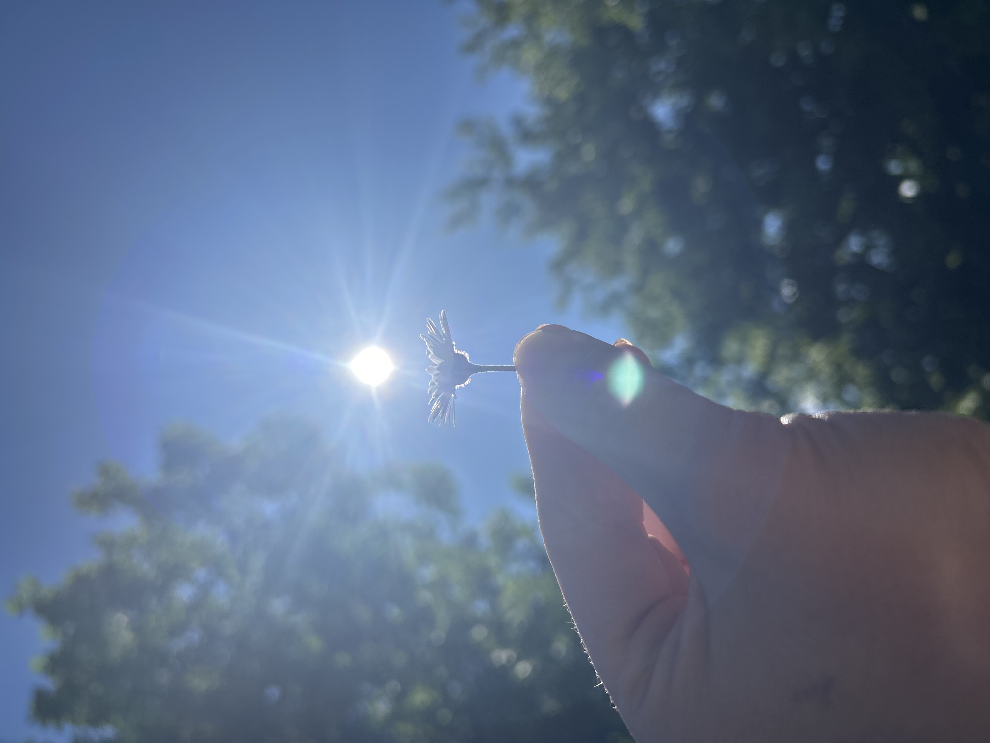 A close-up, low-angle shot captures a person's hand holding a single white daisy against a bright blue sky. The sun is positioned directly behind the flower, creating a strong lens flare and silhouetting the delicate petals. The hand, with visible fingernails and skin texture, is in the foreground, while the daisy stem is held between the thumb and index finger. In the background, out-of-focus green foliage suggests a natural outdoor setting, possibly in a park or garden within the city of Fokino, Russia. The bright sunlight and lens flare dominate the image, giving it a luminous and slightly hazy quality.