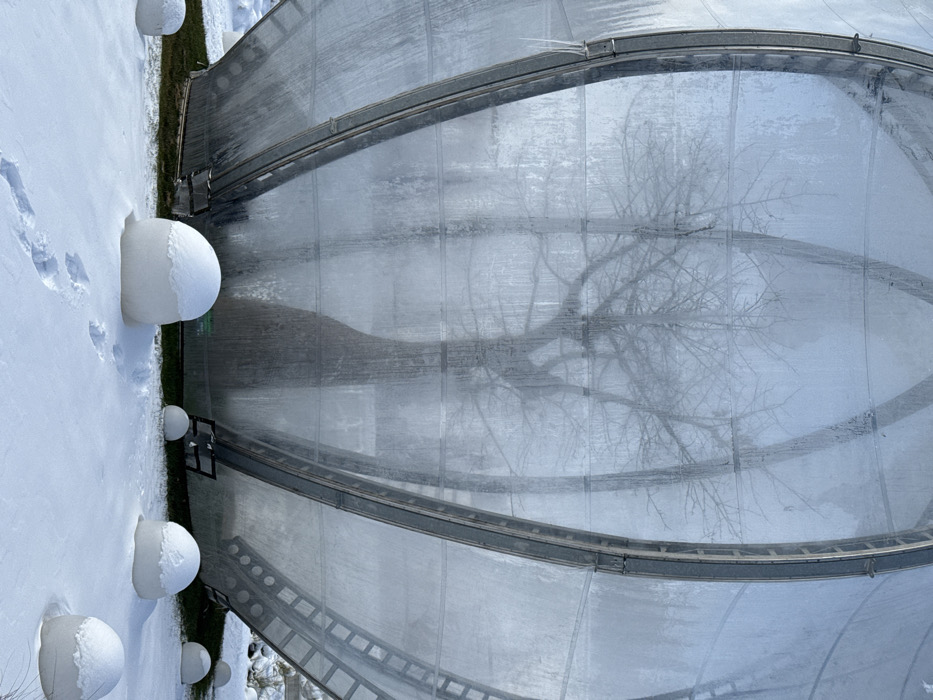 The scene depicts a large, curved, semi-transparent dome-like structure situated in Plodorodny, Russia, under winter conditions. The structure features a metallic framework supporting translucent panels, which are frosted and display icicles along vertical supports on the left. Inside the dome, the dark silhouettes of several bare deciduous trees are visible, with a prominent, large tree centered behind the panels. The ground in the foreground is covered in a layer of white snow. Multiple semi-spherical objects, partially covered in snow, are arranged on the ground. A set of human footprints is visible in the snow, originating from the lower left and moving towards the structure. No individuals or active subjects are present.