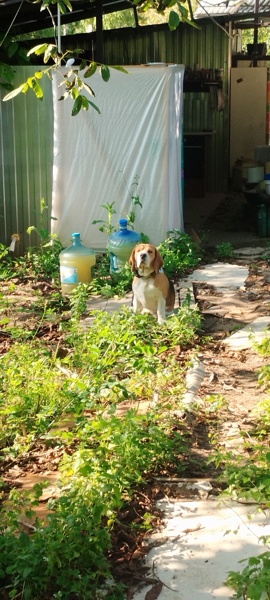 The image depicts a dog sitting in a backyard, likely in Yaroslavskaya, Russia, given the context provided. The setting appears to be somewhat unkempt, with lush green foliage and dry leaves covering the ground. Behind the dog are two large, blue-capped water jugs, one filled with a yellow liquid and the other appearing to be empty or containing clear liquid. A white tarp or sheet is draped over a structure in the background, suggesting some form of shelter or cover. The overall scene conveys a casual, outdoor atmosphere, possibly a residential backyard or a utility area.