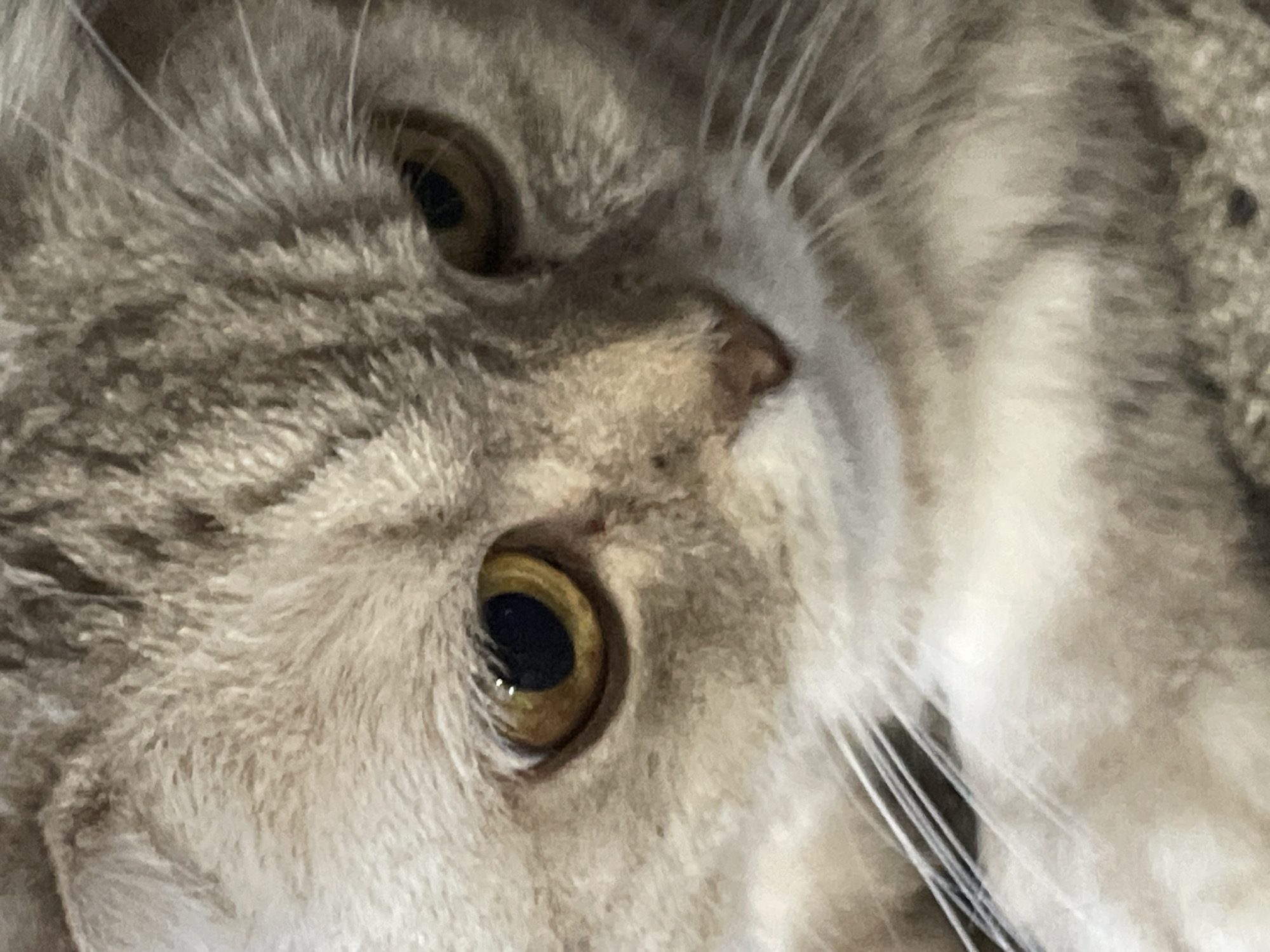The image is a close-up, abstract shot of a cat's face. The cat has grey and white fur with darker tabby markings around its eyes and on its forehead. The cat's eyes are a prominent feature, with bright, golden irises and dark pupils. The whiskers are long and white, fanning out from the nose area. The nose itself is small and dark. The perspective is from above the cat, looking down, with the cat's head tilted to its right. The fur texture is soft and appears slightly blurred, suggesting movement or a shallow depth of field. The overall impression is one of intimacy and focus on the feline features. There are no people, text, or discernible environmental cues beyond the subject itself. The lighting appears soft and diffused, but no specific time of day or weather conditions can be determined. The setting is not visible, but the framing strongly suggests a close-up portrait of the animal.