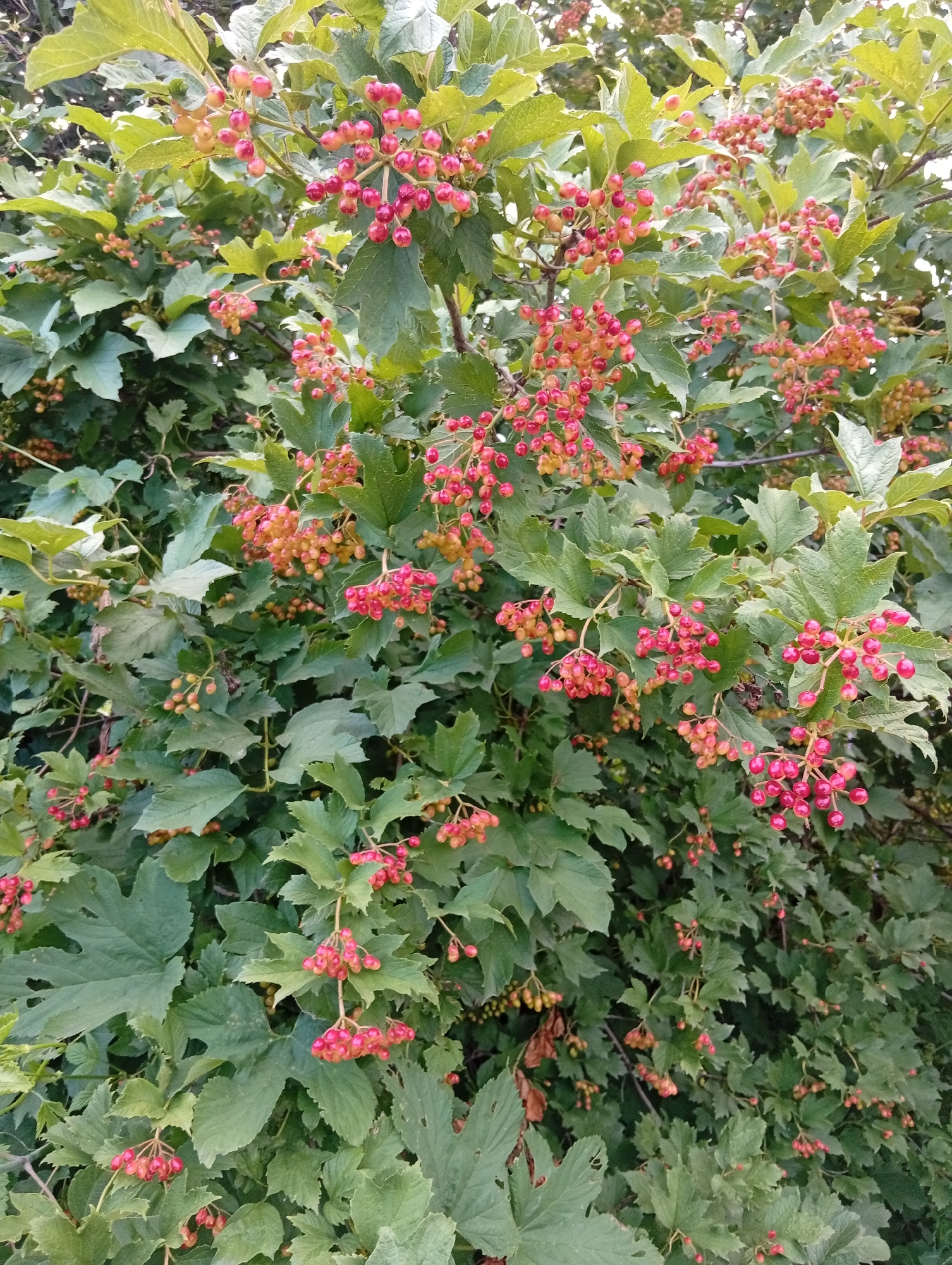 A close-up shot captures a dense cluster of vibrant red berries hanging from branches of a leafy bush. The berries, varying in ripeness from light pink to deep red, are clustered together in small bunches. The leaves of the bush are a lush green, some with serrated edges, providing a rich backdrop to the fruit. The lighting suggests it is daytime, with some sunlight filtering through the foliage, creating subtle highlights and shadows. The overall impression is one of abundant natural growth.