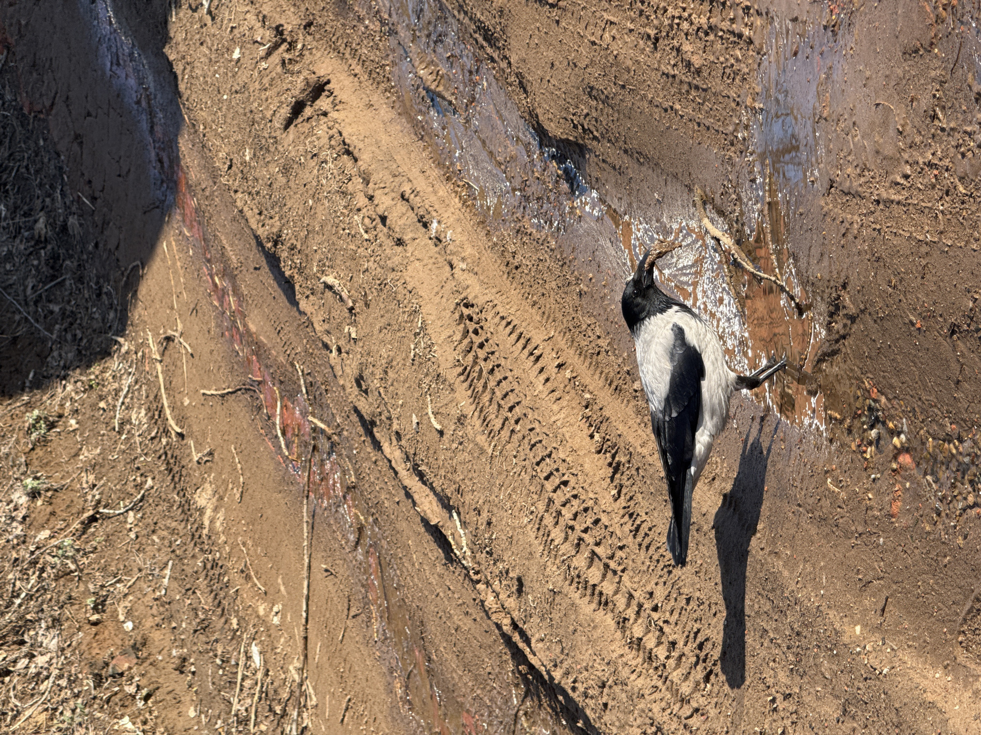 A hooded crow stands on the muddy ground. The ground has tire tracks and small puddles of water. The location is Votkinsk, Russia.