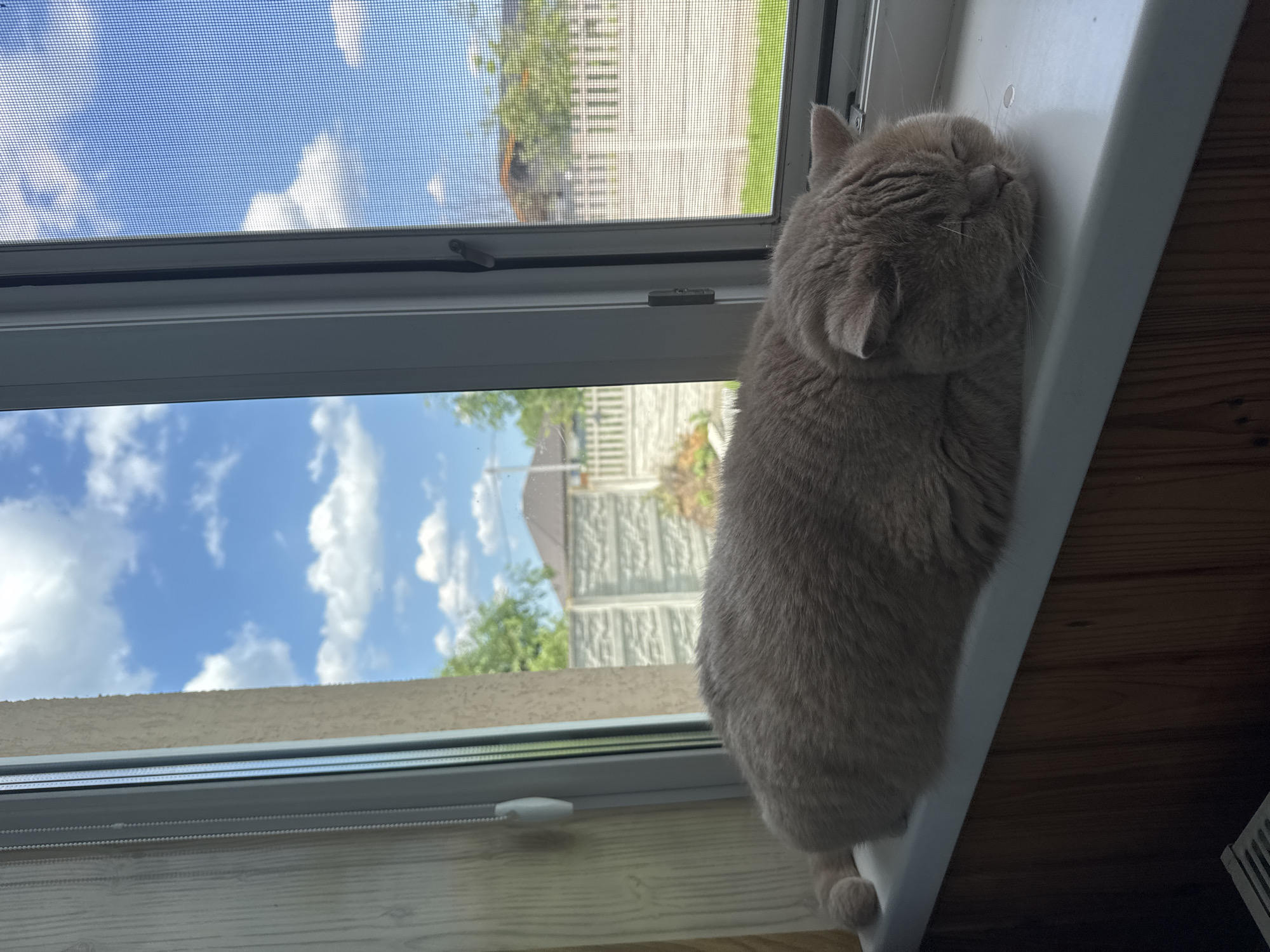 A light brown cat sleeps on a white windowsill. The cat is positioned horizontally, with its head resting on its paws. The background is a view through a window, showing a bright blue sky with white clouds. Beyond the window, there is a residential area with houses, fences, and trees. The windowsill is on the exterior side of the window frame.