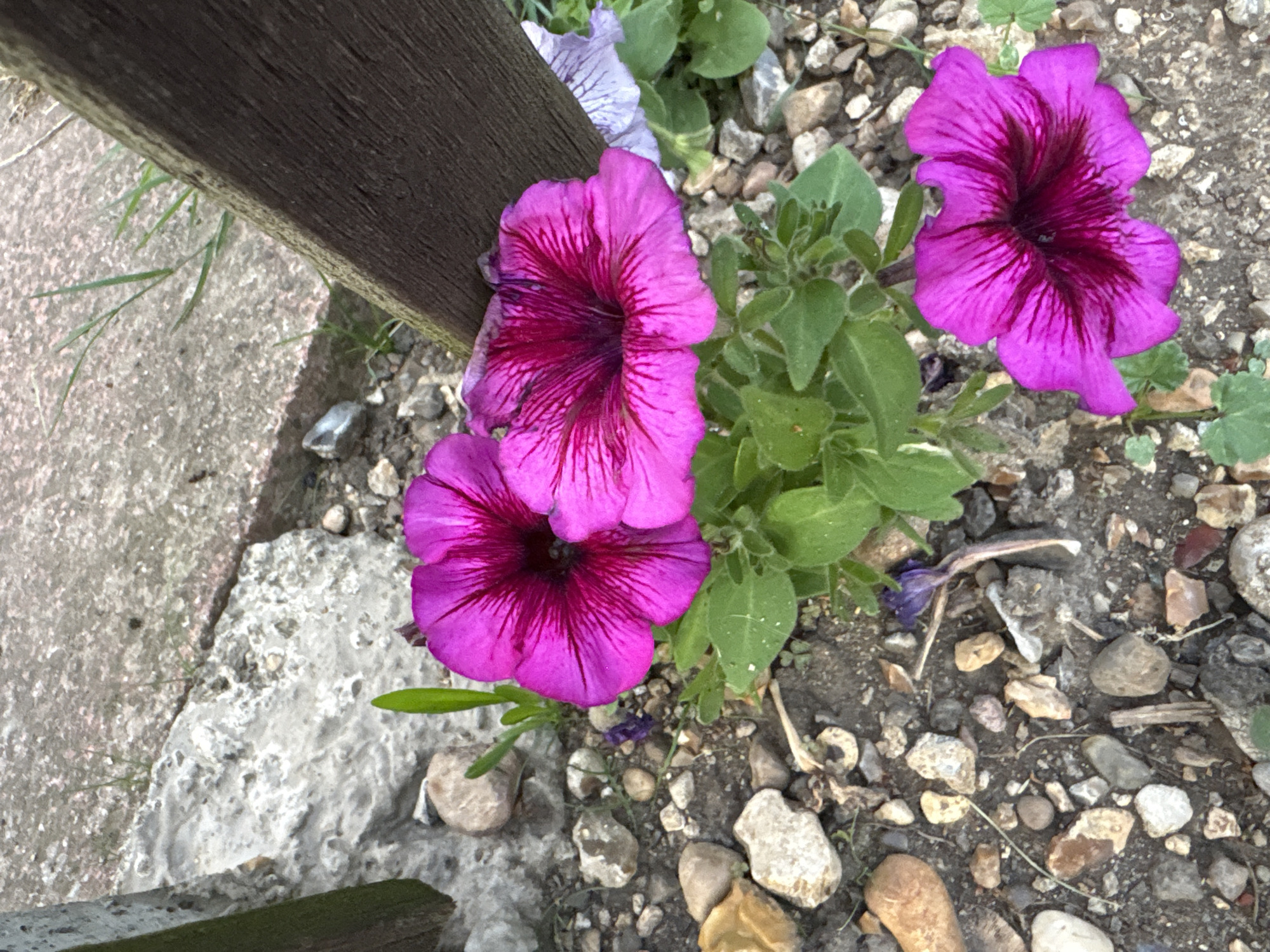 Three vibrant pink petunias are in bloom in a garden setting. The flowers are the central focus of the image, with their petals unfurled and showing deep pink veining. They are surrounded by green foliage. The ground beneath the flowers is composed of gravel and small stones, with some larger rocks and concrete debris visible. A weathered wooden post is angled in the upper right portion of the frame, and a larger section of concrete lies in the background. There is no indication of the specific location within Chelmsford, United Kingdom. No people are present in the image.