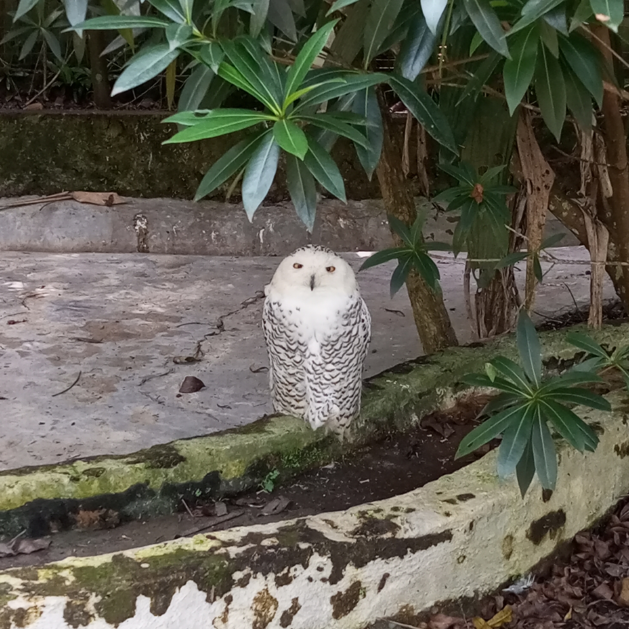 A snowy owl is perched on a moss-covered concrete ledge in an outdoor enclosure. The owl is predominantly white with black barring on its body and wings. It has striking yellow eyes and is facing the camera. Behind the owl, lush green foliage and tree trunks are visible. The ground in front of the ledge appears to be wet concrete with some scattered leaves and debris. The overall environment suggests a zoo or wildlife park setting within a natural or semi-natural habitat. The specific location of Bandar Baru, Indonesia is not visually ascertainable from the image itself.