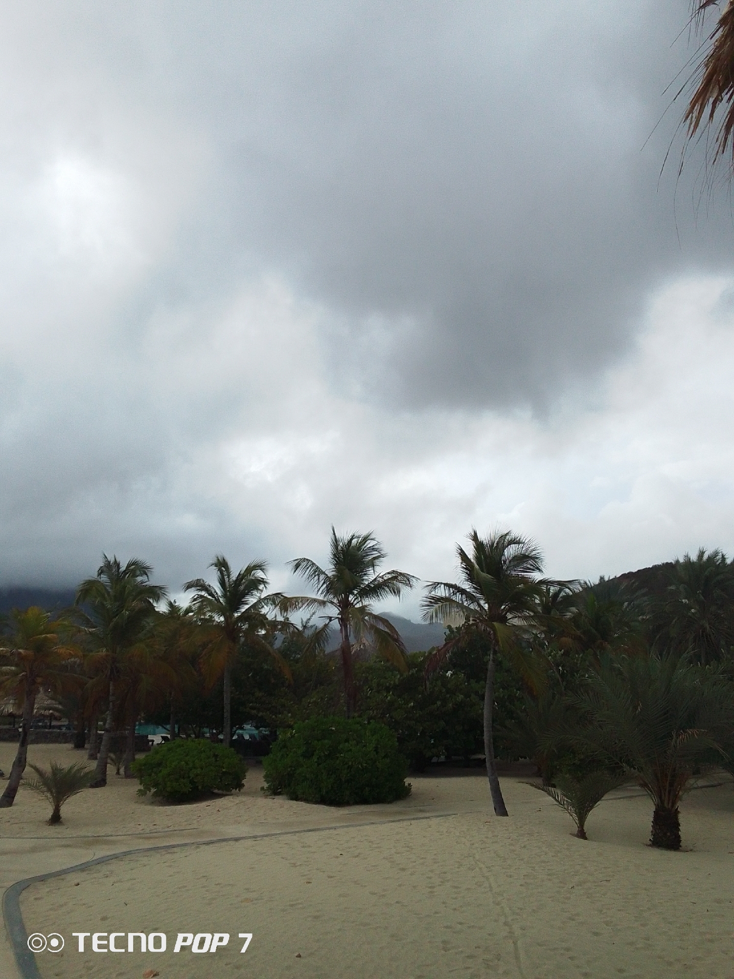 The image shows a beach scene in Pedro González, Venezuela on a cloudy day. Several palm trees of varying heights are planted along the sandy ground. Green bushes and a hint of mountains are visible in the background. The sky is covered in gray clouds. The image appears to have been taken with a TECNO POP 7 phone, as indicated by the watermark at the bottom. There is no sign of people in the frame.