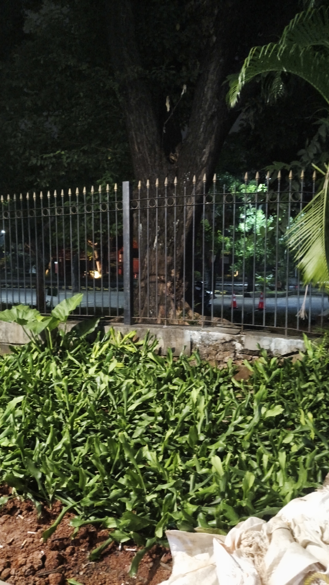 The image depicts a dimly lit outdoor scene at night, likely in the city of South Jakarta, Indonesia, characterized by a black wrought-iron fence with golden finials. In the foreground, a dense patch of vibrant green low-lying plants covers the ground, bordering a rough, reddish-brown soil area with some white material, possibly fabric or plastic, partially visible on the lower right. Behind the fence, a large tree trunk, dark and textured, stands prominently. Beyond the tree and fence, the scene is blurred and illuminated by artificial lights, suggesting a street or park area with visible foliage, streetlights, and orange traffic cones. The overall atmosphere is dark and slightly mysterious, with the limited lighting highlighting certain elements while obscuring others.