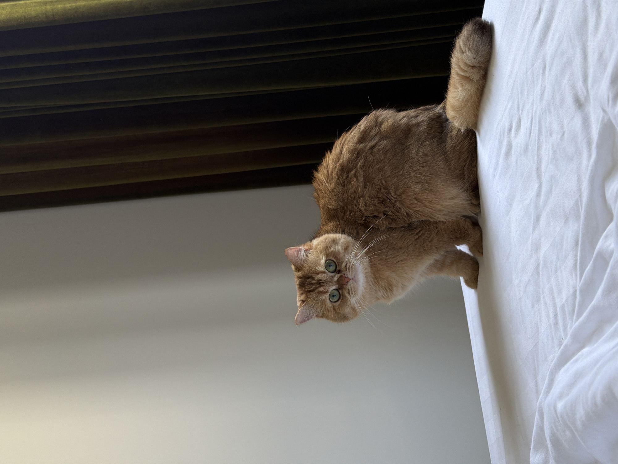 A fluffy, orange tabby cat with green eyes is perched on the edge of a white bed. The cat is looking down and slightly to the left. In the background, there is a blurred, dark brown curtain. The location is unknown; Đà Nẵng, Vietnam cannot be confirmed from the visual information provided.