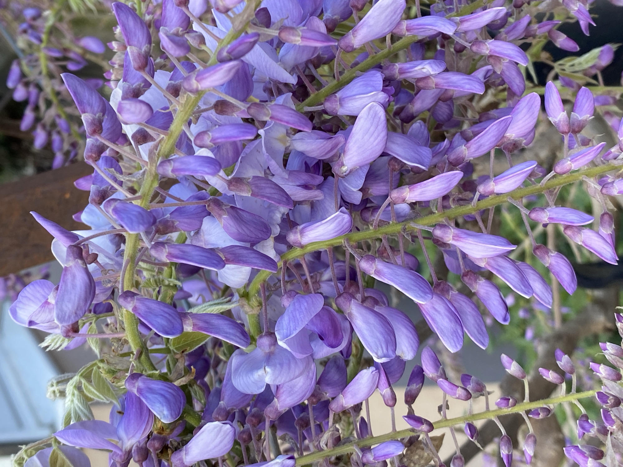 A close-up photograph captures a cluster of blooming Wisteria flowers, their petals exhibiting various shades of lavender and purple. The flowers are densely packed, hanging from green stems. Some blossoms are fully open, while others remain as buds. A blurred metal structure is visible in the background on the left side of the frame. The image location is likely in an outdoor setting in Budva, Montenegro, but no definitive landmarks confirm the location.