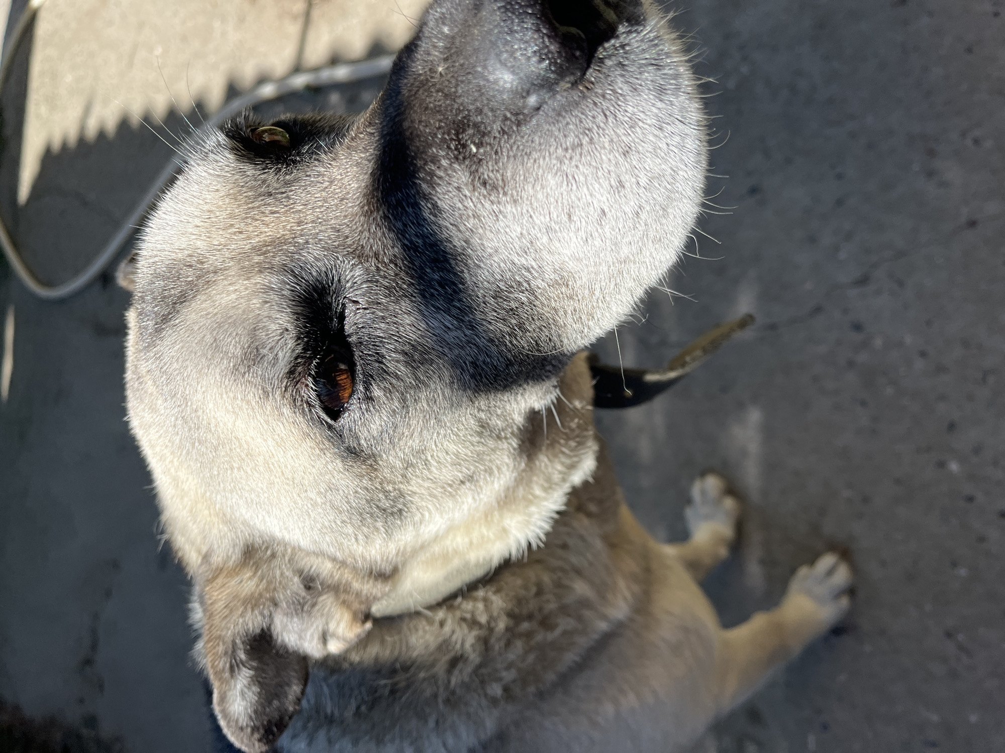A medium shot, taken from a low angle, captures a light-colored dog with a dark nose and brown eyes. The dog is looking towards the camera, its head tilted slightly. Sunlight casts a shadow across the dog's face, obscuring part of its left eye and snout. The dog's fur is a mix of grey and tan, with darker fur around its ears and muzzle. A dark collar is visible around its neck. The background is blurred, showing a grey, paved surface that appears to be an outdoor area. The overall lighting suggests it is daytime. No specific location within Krasnyye Barrikady, Russia, can be identified from the image itself.