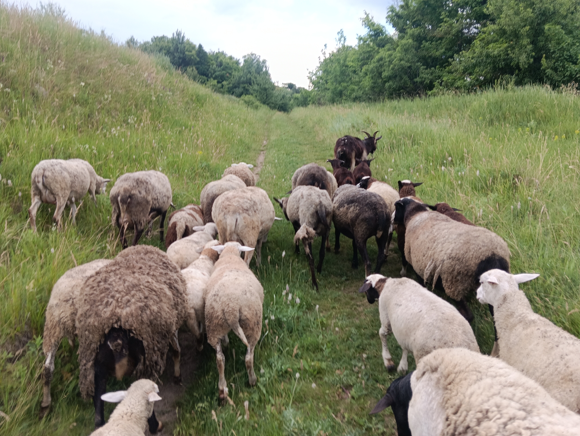 A flock of sheep and goats are walking down a dirt path through a grassy field. The sheep are mostly white or light brown, and the goats are dark brown. The field is covered in tall grass and wildflowers. In the background, there are trees and a hill. The sky is cloudy.