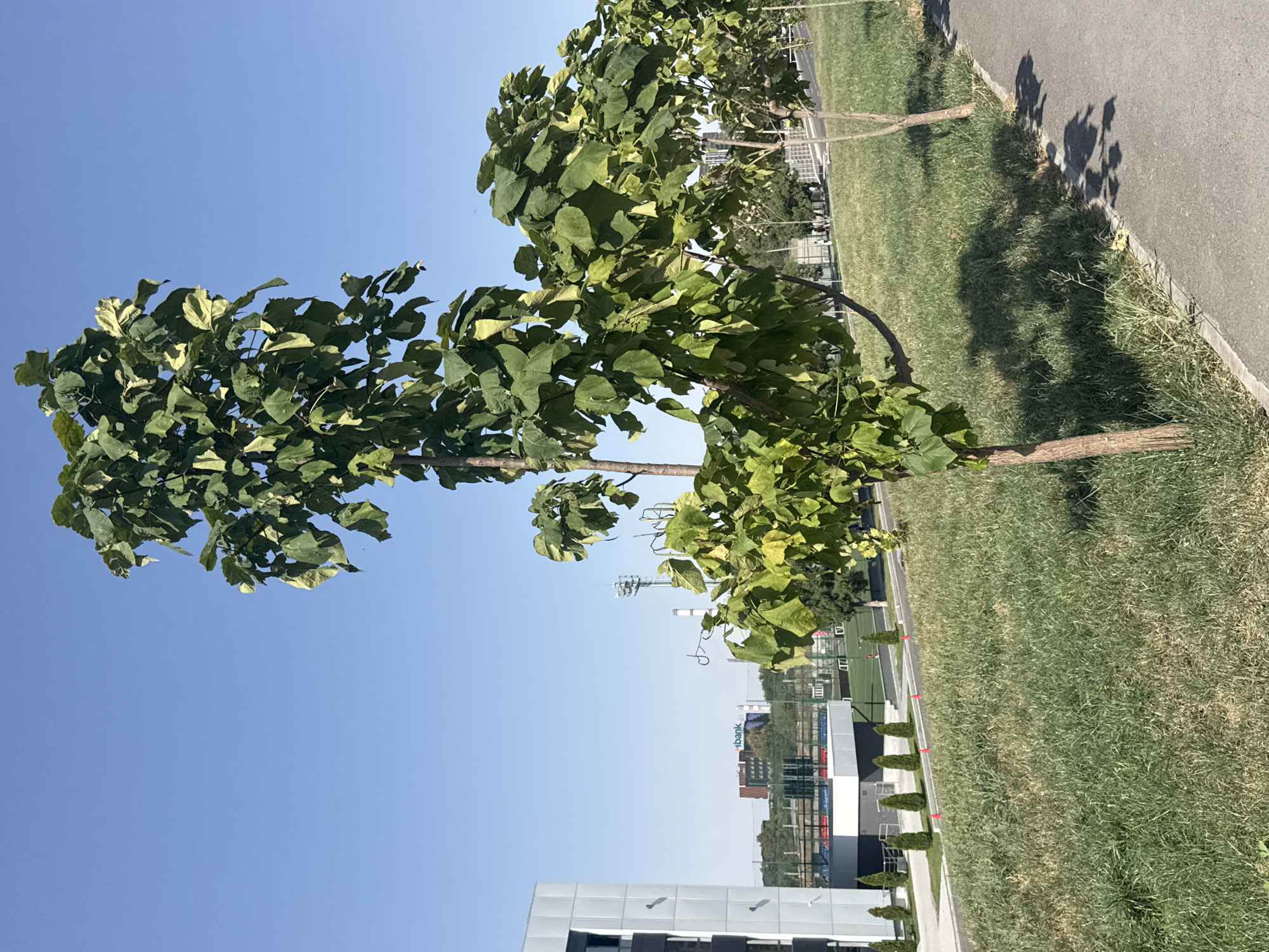 A low-angle, eye-level, full shot captures a bright, clear, sunny day in Bishkek City, Kyrgyzstan. The scene is dominated by a young tree with broad, green leaves, some showing signs of yellowing, positioned in the foreground. The tree's trunk is slender and brown, with its branches reaching upwards and outwards. To the left of the tree is a modern, grey, multi-story building with dark windows, suggesting an urban or institutional setting. In the background, a grassy field stretches out, with a paved path running along its edge in the lower right of the frame. Beyond the field, a sports complex with tiered seating and green turf is visible, along with utility poles and distant buildings. The sky is a clear, vibrant blue, casting sharp shadows from the trees onto the grass. No people are clearly visible in the immediate foreground, but a few indistinct figures can be seen in the distance near the sports complex. The overall impression is one of a well-maintained urban park or recreational area on a pleasant day.