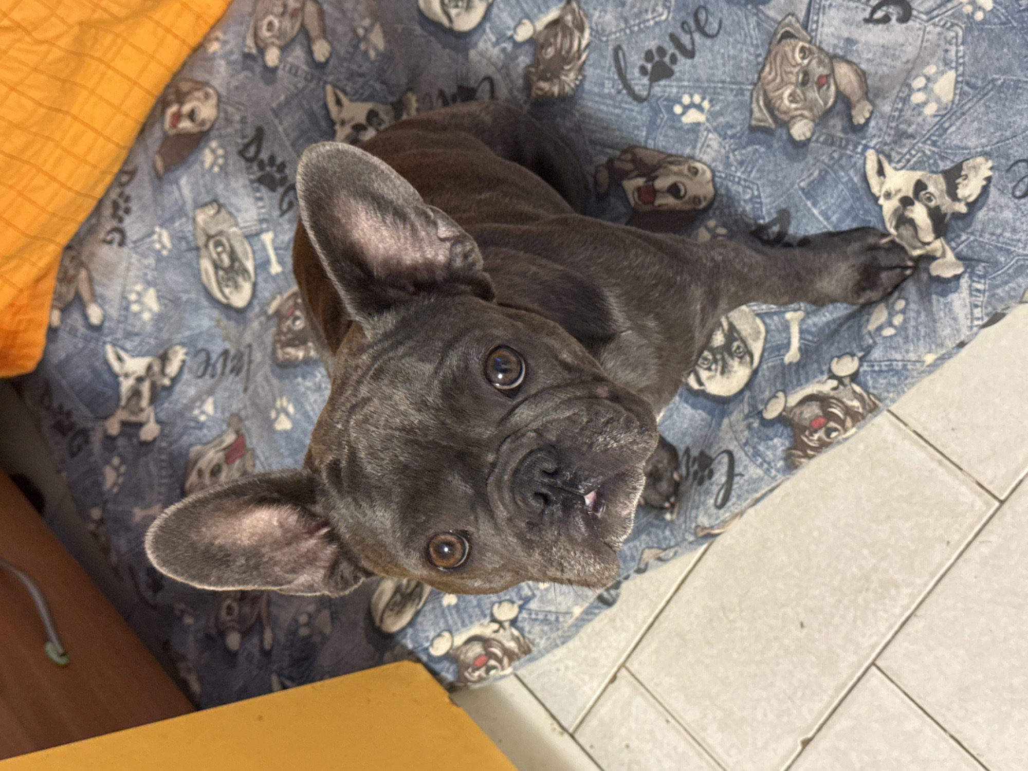 A dark gray French bulldog is seated on a blue blanket with a pattern of dog faces and paw prints. The dog is looking up at the camera with large, brown eyes and its ears are perked. In the background, a yellow object is visible to the left, and an orange blanket is visible at the top right. The floor appears to be tiled. The scene is indoors, likely in a residential setting in San Benedetto del Tronto, Italy.
