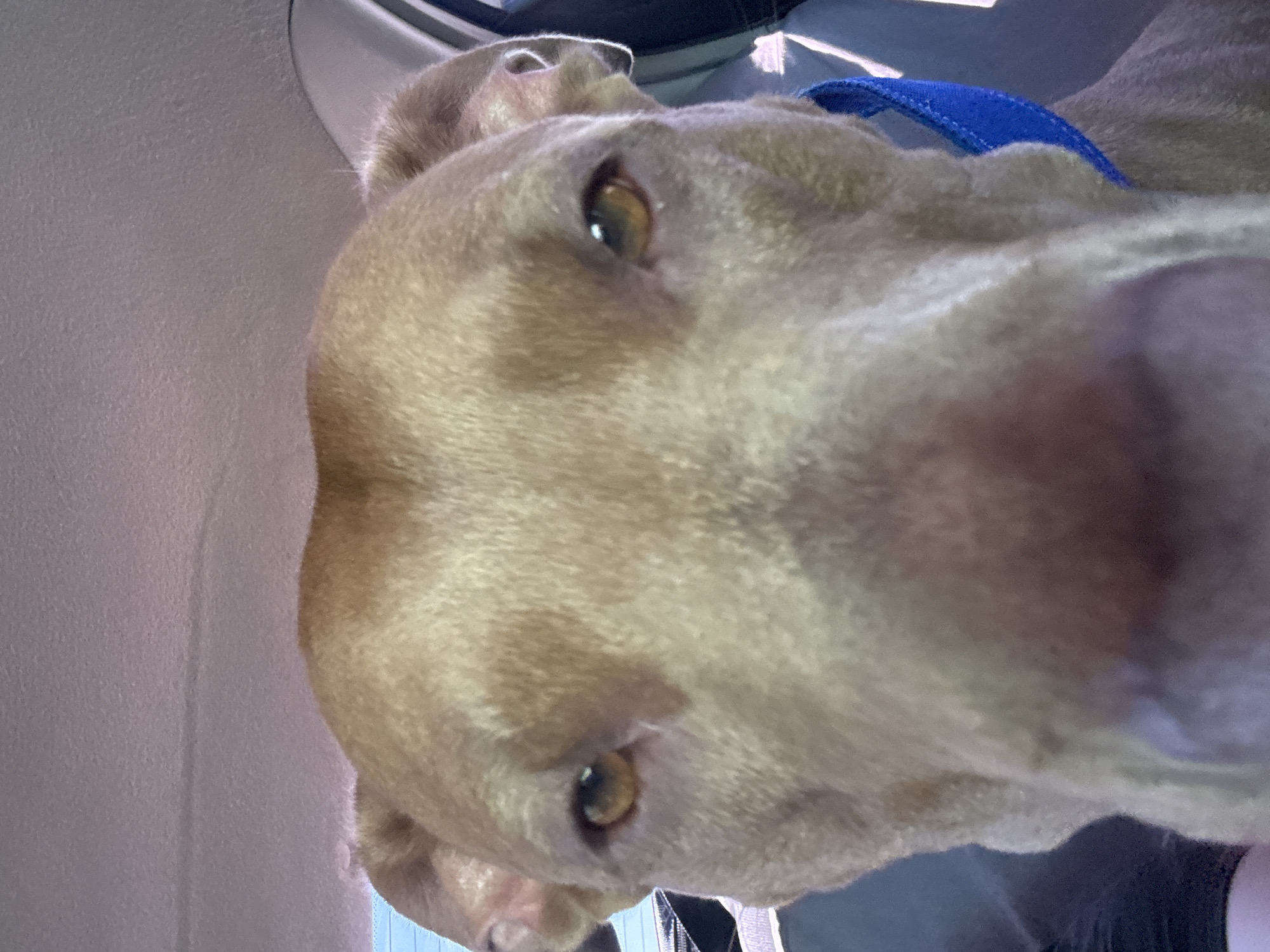 The image is a close-up, low-angle selfie of a tan dog, likely a pitbull breed, inside a vehicle. The dog's head fills most of the frame, with its nose and eyes prominently featured. The background consists of the vehicle's interior, including the headliner and a portion of a seat. The dog is wearing a bright blue collar. There is no visible indication of the location being Usatove, Ukraine.