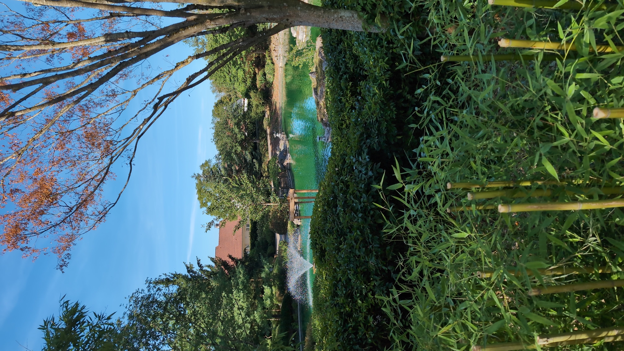 The image depicts a tranquil Japanese garden in Dijon, France, under a clear blue sky. In the foreground, a dense hedge of dark green bushes and tall green bamboo stalks with visible nodes create a natural barrier. Beyond the hedge, a vibrant green pond is the central feature, with a tiered water fountain actively spraying water into the air. A wooden footbridge crosses a section of the pond, leading to small islands adorned with rocks and a decorative lantern. The background features lush trees with varying shades of green foliage, some with a reddish hue suggesting autumn. A terracotta-tiled roof of a building is visible peeking through the trees. The overall impression is one of serenity and natural beauty.