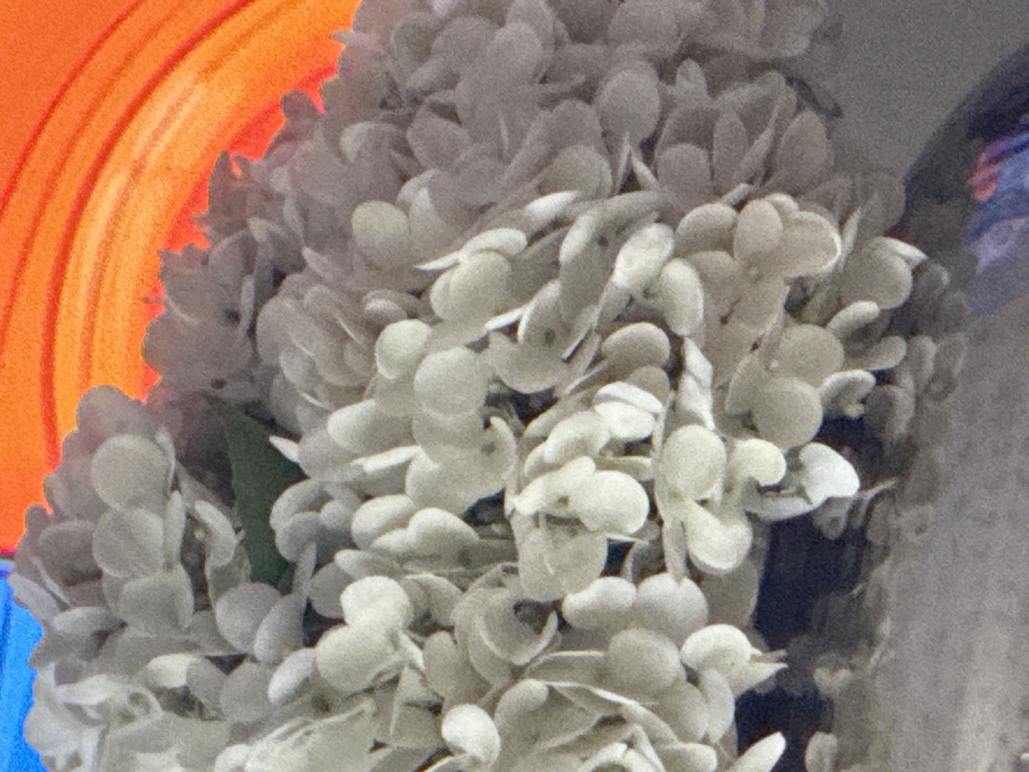 A close-up, overhead view shows a cluster of small, white, petal-like structures, possibly flowers or artificial decorations, dominating the foreground. These structures are tightly packed and appear to be arranged in a rounded clump. Behind them, a vibrant, abstract background consists of bright blue and orange curved bands. The blue band is on the left, transitioning into the orange band which curves to the right. The image appears to be an artistic or decorative composition. There are no people or identifiable landmarks present in the scene. The specific location of Strongsville, United States of America, cannot be determined from the visual information provided.