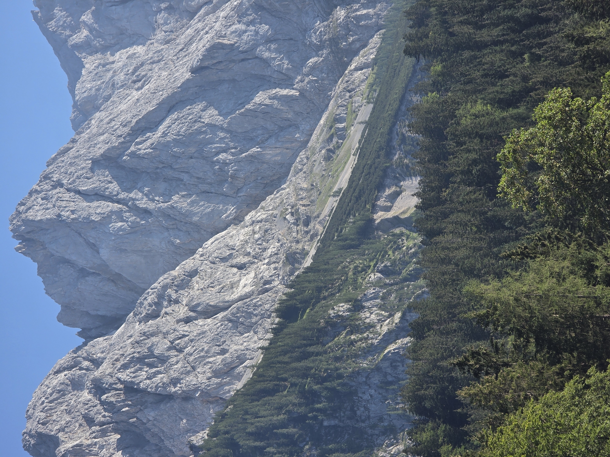 The image shows a mountain range with rocky peaks and a dense forest in the foreground. The sky is clear and blue. The lower part of the image is filled with dark green coniferous trees, some of which are taller than others. The mountains are light gray and appear to be made of rough rock with many visible fissures and ledges. A patch of lighter green vegetation can be seen on the mountainside, between the forest and the rocky peaks. The scene is one of a natural landscape, likely a mountain resort area given the context of Grainau, Germany.