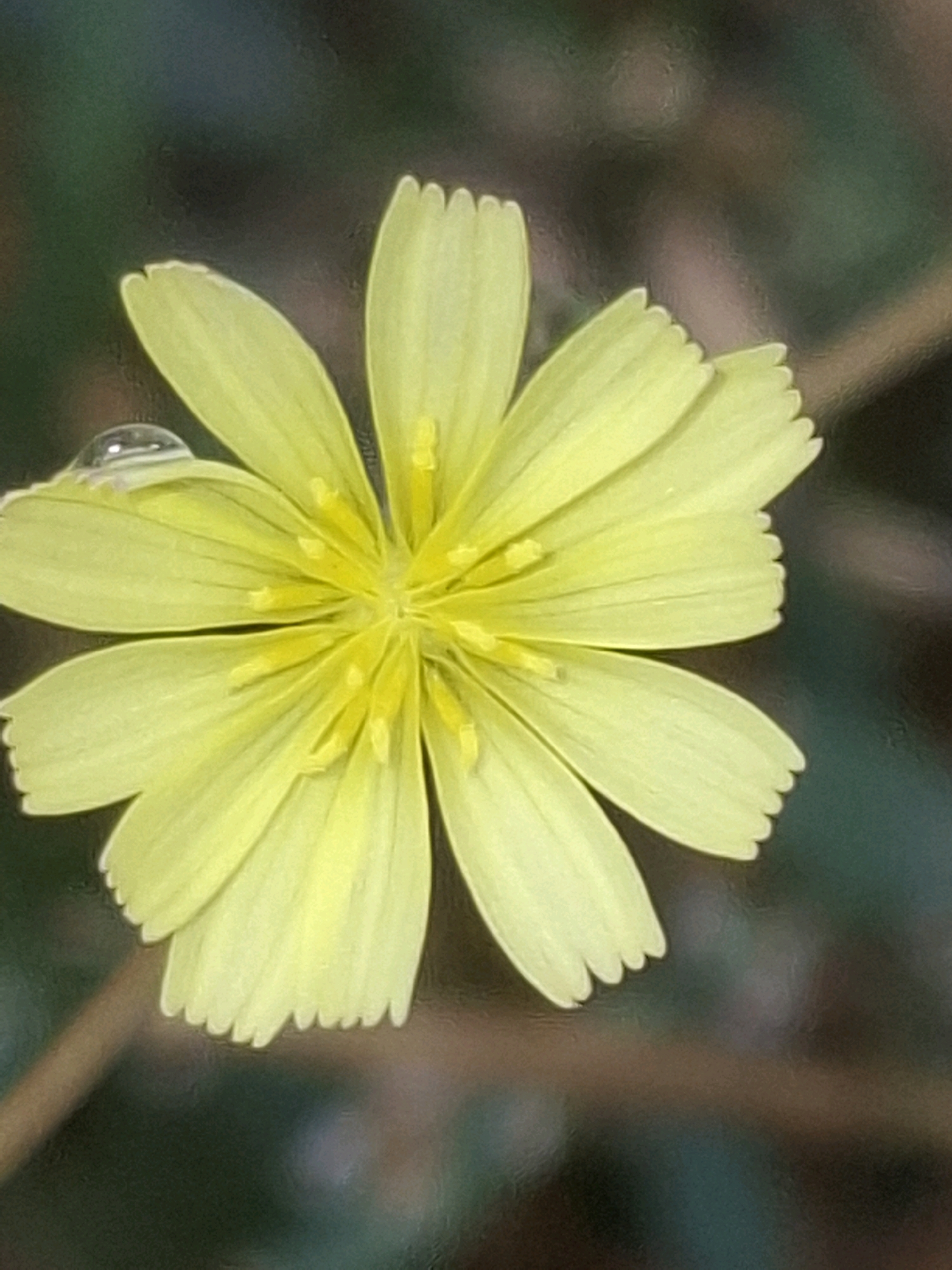 A close-up macro photograph captures a single, vibrant yellow flower in soft focus. The flower, with its numerous delicate petals, is centrally located in the frame. A single, clear dewdrop rests on the tip of one of the petals on the left side of the image. The background is a blur of dark greens and browns, suggesting an outdoor, natural setting. There is no specific location in Almaty, Kazakhstan, identifiable in this image.