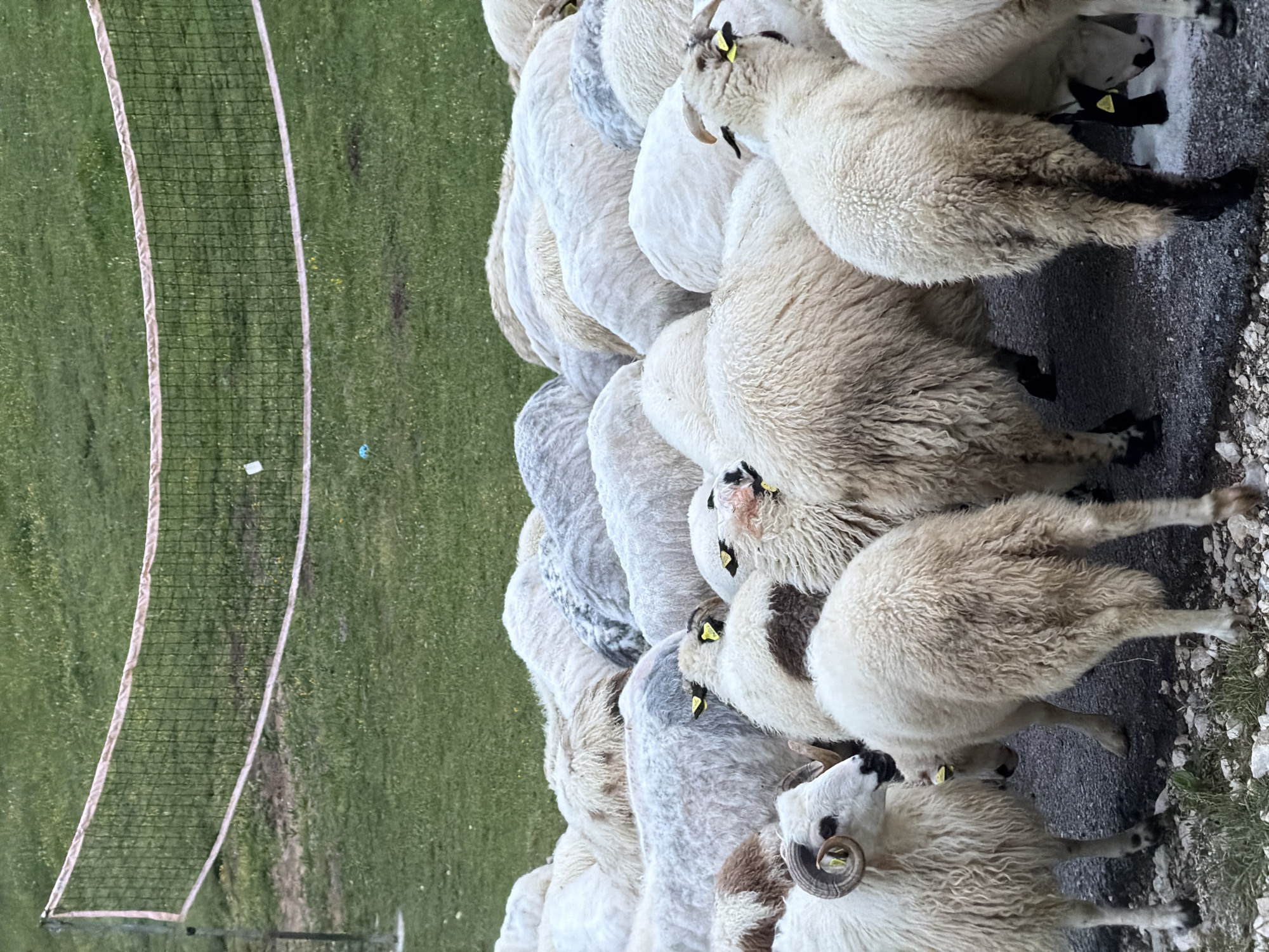 A large flock of sheep is captured in an outdoor scene, situated at the boundary between a green grassy field and a dark asphalt road or path. The majority of the frame is occupied by the sheep, which are primarily white or cream-colored with thick wool. Many of the sheep have distinct yellow identification tags visible in their ears. Some individuals display black markings on their legs, faces, or around their eyes. A prominent sheep with curved horns can be seen in the lower foreground.
The sheep appear to be standing or slowly moving along the edge of the road, facing generally towards the right of the image. To the left of the sheep, the lush green grass extends, where a sports net, resembling one used for volleyball or badminton, is set up.
The image is taken during daytime, characterized by soft, diffused lighting, suggesting an overcast sky. The setting conveys a rural or semi-rural environment, typical of areas like Miloševići, Montenegro. No discernible human figures are present, and there is no visible text apart from the yellow ear tags on the sheep.