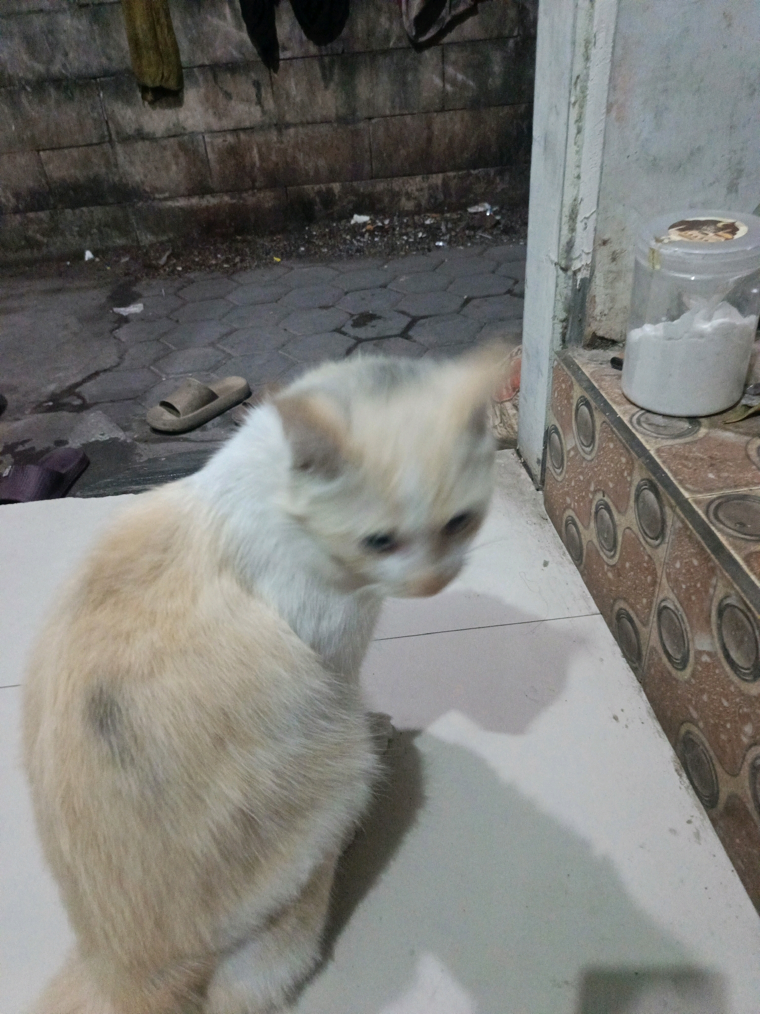 A light-colored, fluffy cat with pale orange markings is sitting on a light-colored tiled floor. The cat is looking to the right, with its body angled away from the camera. Its fur is soft and appears to be of medium length. Behind the cat, to the left, is a weathered brick wall, with some hanging fabric objects visible at the top. The ground in front of the wall is paved with hexagonal stones and appears somewhat wet. Further to the right, there is a white wall with a tiled section in the foreground, and a clear plastic container filled with a white granular substance is on the tiled surface. The scene is outdoors, likely in a somewhat neglected urban or semi-urban environment. The location is identified as Kwangsan, Indonesia.
