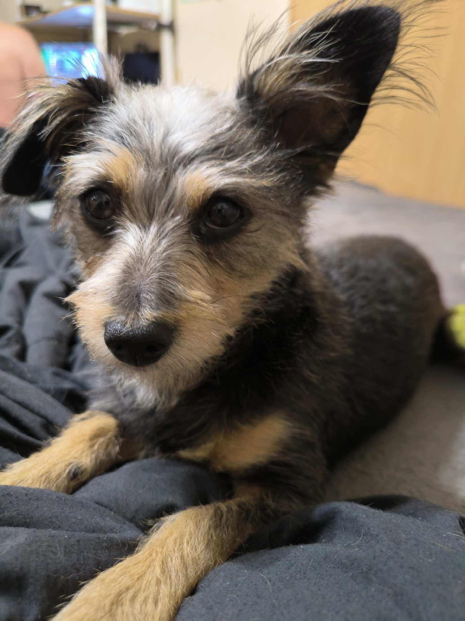 A close-up shot captures a small, scruffy dog with gray, tan, and black fur, resting on a dark fabric surface. The dog has large, dark eyes, a black nose, and upright ears with wispy fur. Its front paws are visible, one resting on the fabric and the other tucked underneath. The background is blurred, showing a hint of furniture and possibly a screen with blue light. The setting appears to be indoors, likely a home environment. The image does not contain any information that would allow for identification of its location within Mykolaiv, Ukraine.