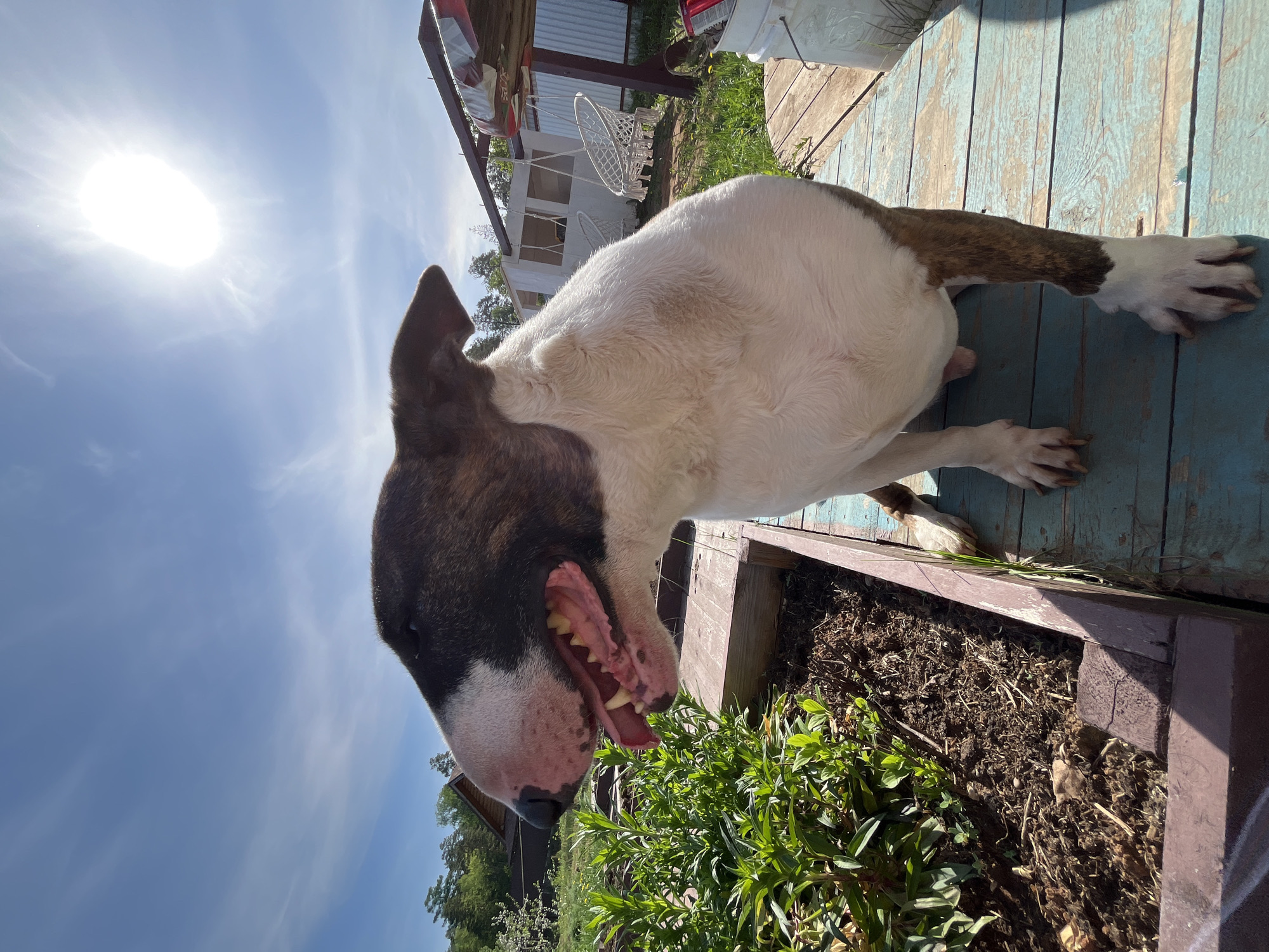 A brindle and white bull terrier stands on a blue wooden deck next to a dark brown planter filled with soil and green plants. The dog faces the viewer with its mouth open, revealing teeth and pink gums. Sunlight is present, causing glare in the upper left of the frame. The background includes a building with a white swing chair and some greenery. The image was taken in Chaikovsky, Russia.