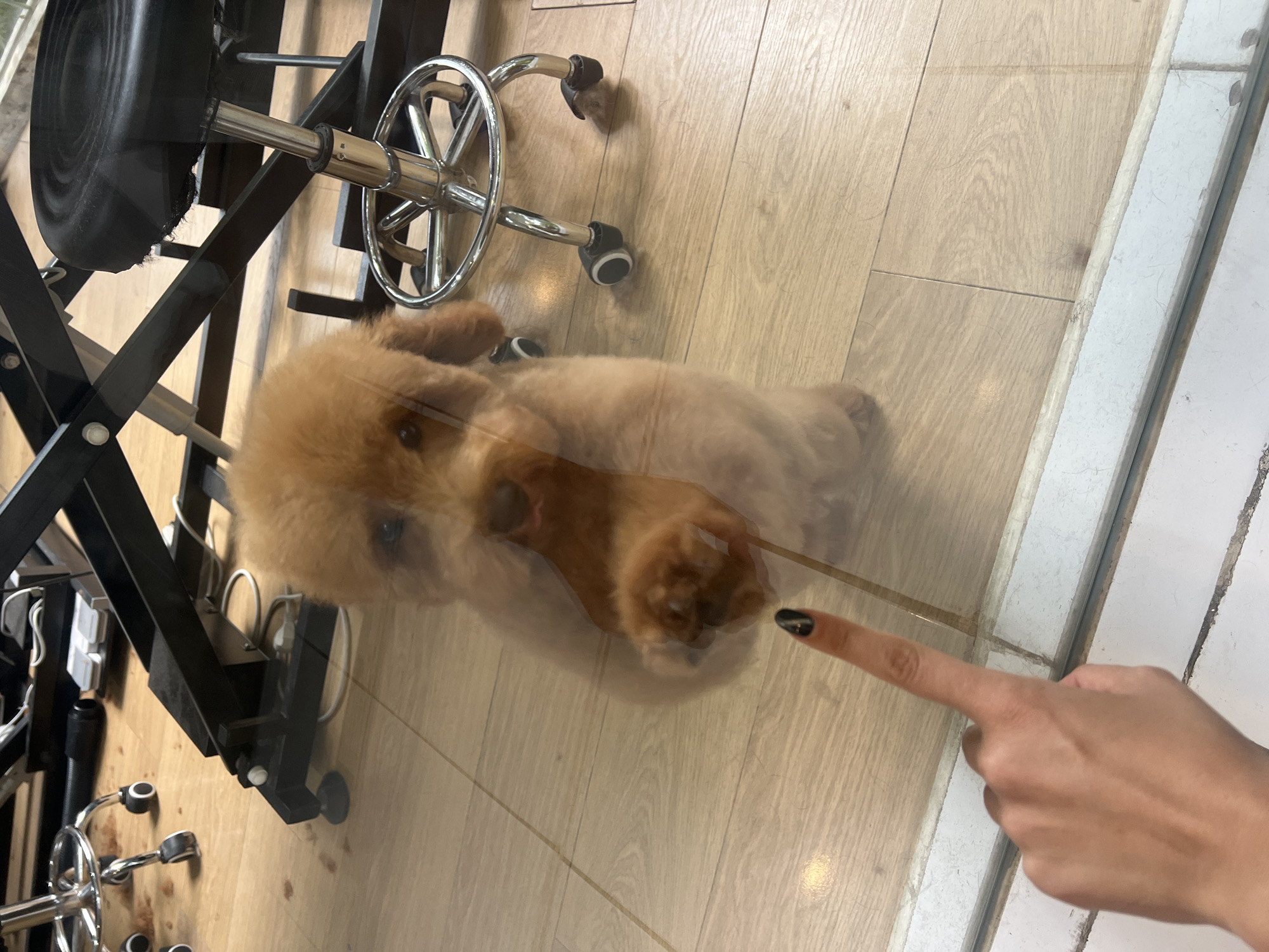 A light brown poodle, slightly blurred by a glass barrier, is looking directly at the camera. Its front paws are raised and touching the glass. A person's hand with black nail polish is also visible, pointing towards the poodle's paw. The poodle is standing on a light-colored wooden floor. In the background, out of focus, are parts of a black salon chair with wheels and other salon equipment. The overall scene appears to be within a salon or grooming establishment.