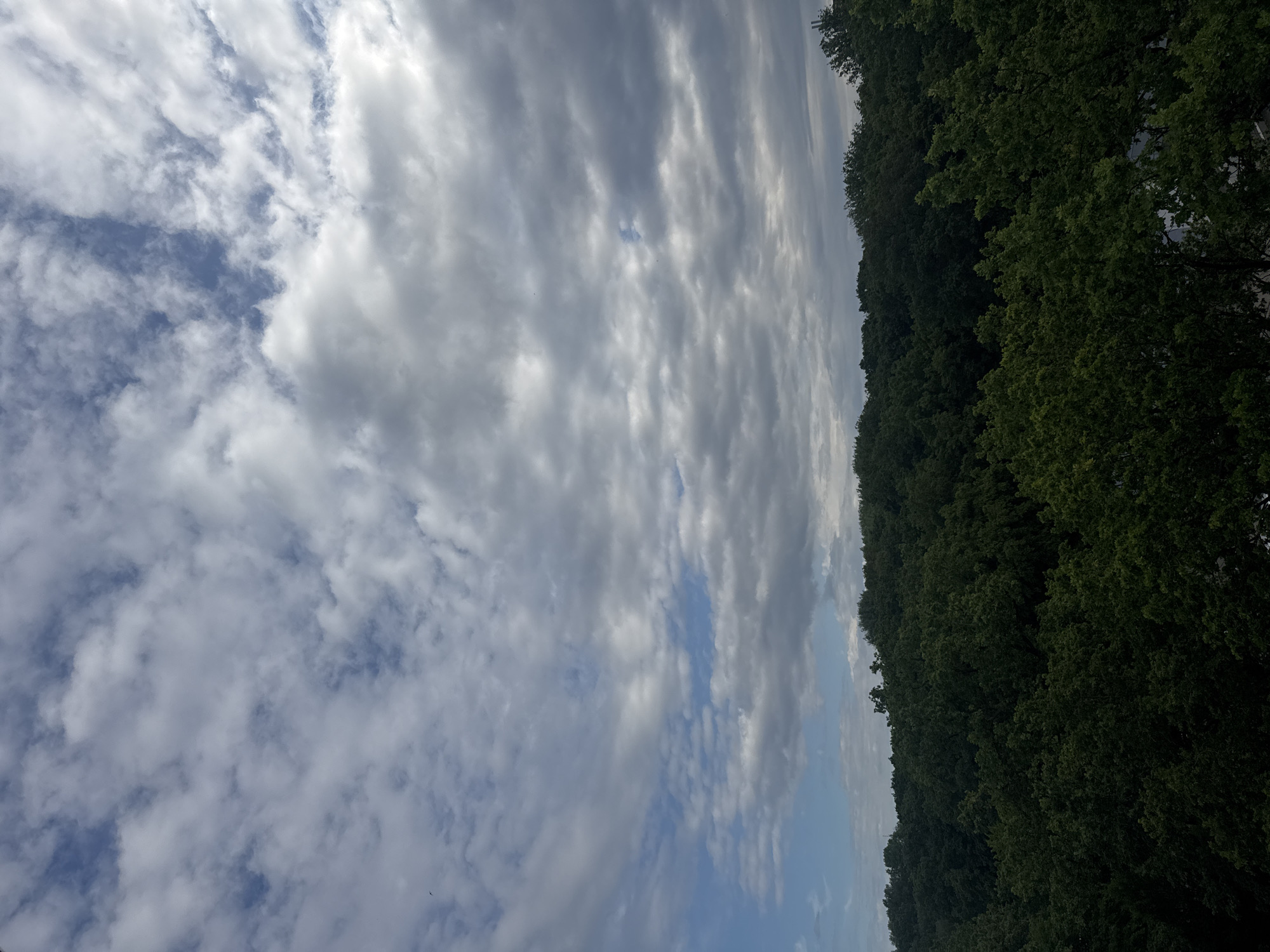 The image is a landscape photograph taken from a high vantage point, looking out over a dense, green forest. The forest canopy fills the lower half of the frame, a dark, undulating expanse of trees with varying shades of green. Above the forest, the sky is a mix of blues and grays, with a dramatic arrangement of clouds. Some clouds are white and puffy, scattered against patches of bright blue sky, while others are darker and more consolidated, creating a sense of depth and texture in the atmosphere. The lighting suggests it is daytime, possibly late afternoon or early morning, given the contrast between the bright sky and the shadowed forest. There are no people or man-made structures visible in the immediate scene. The photograph is characterized by its natural elements: the lush forest and the dynamic sky.