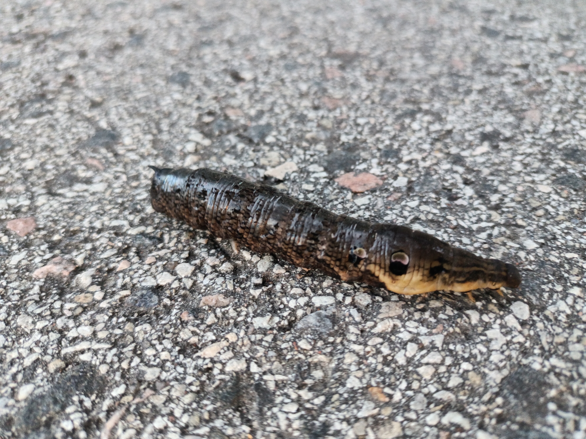 A close-up, eye-level shot captures a dark brown caterpillar with a lighter yellowish head lying on a grey asphalt surface. The caterpillar's body is segmented and appears to have a glossy texture. Prominent black eye-like markings are visible on its sides, and its head tapers to a pointed snout. The asphalt ground is composed of small, irregularly shaped grey, black, and occasional reddish pebbles, creating a textured background. The lighting suggests an outdoor environment, likely during daylight hours, with a slight shadow cast by the caterpillar. There are no people or other animals visible in the frame. The image does not provide any specific indicators of its location within Tallinn, Estonia.