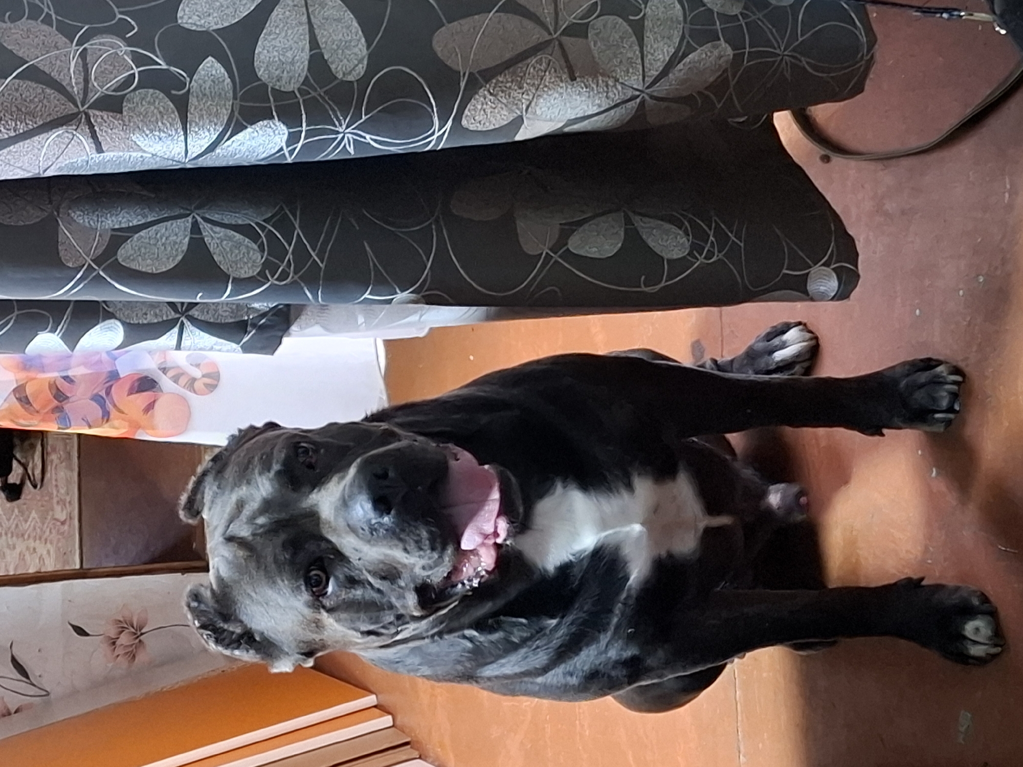 A large, muscular, dark gray dog with a white chest is sitting on a reddish-brown tiled floor indoors. The dog is facing forward with its mouth open and tongue visible. To the right of the dog is a dark gray curtain with a floral pattern. To the left of the dog are two vertical orange panels and a wall with a floral design. The lighting appears to be artificial, coming from the front and right. The background is somewhat out of focus, suggesting the dog is the primary subject. The environment appears to be a room with household furnishings.