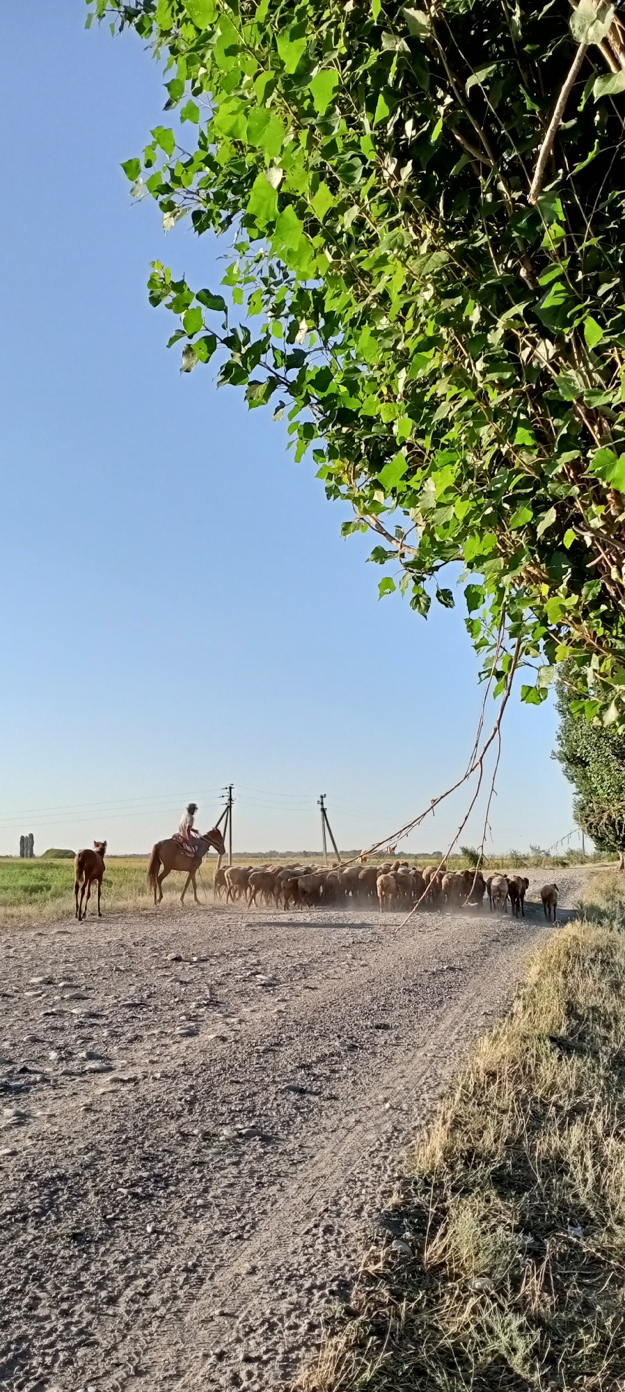 A person on horseback rides behind a herd of sheep on a dusty, unpaved road. The horse is brown, and the rider is wearing a light-colored shirt and a hat. The sheep are clustered together and are kicking up dust as they move. A small, brown calf is walking to the left of the horse. In the background, there are utility poles and a field of green grass. The sky is clear and blue. On the right side of the image, there is a large tree with green leaves. The scene appears to be in a rural area, possibly on the outskirts of Aral, Kyrgyzstan.