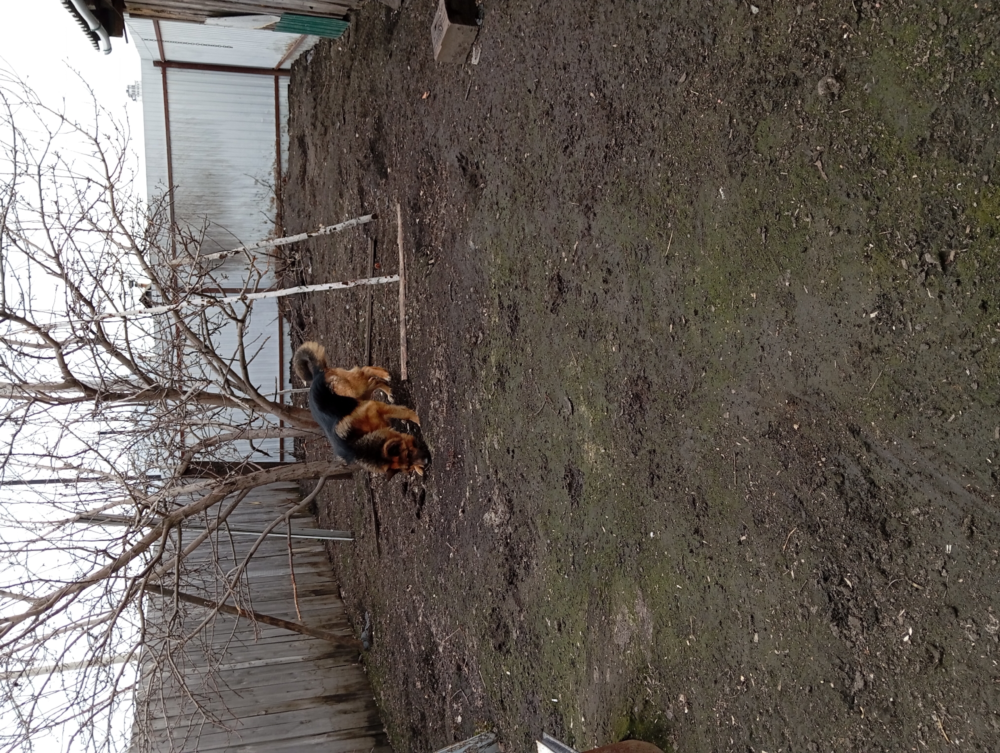 The image shows a dog in a yard in Yurgamysh, Russia. The dog is lying near a bare tree and a makeshift wooden structure, possibly a ladder or support. The ground is muddy and bare, suggesting a recent thaw or rainy conditions. A fence is visible in the background. There are no people in the frame.