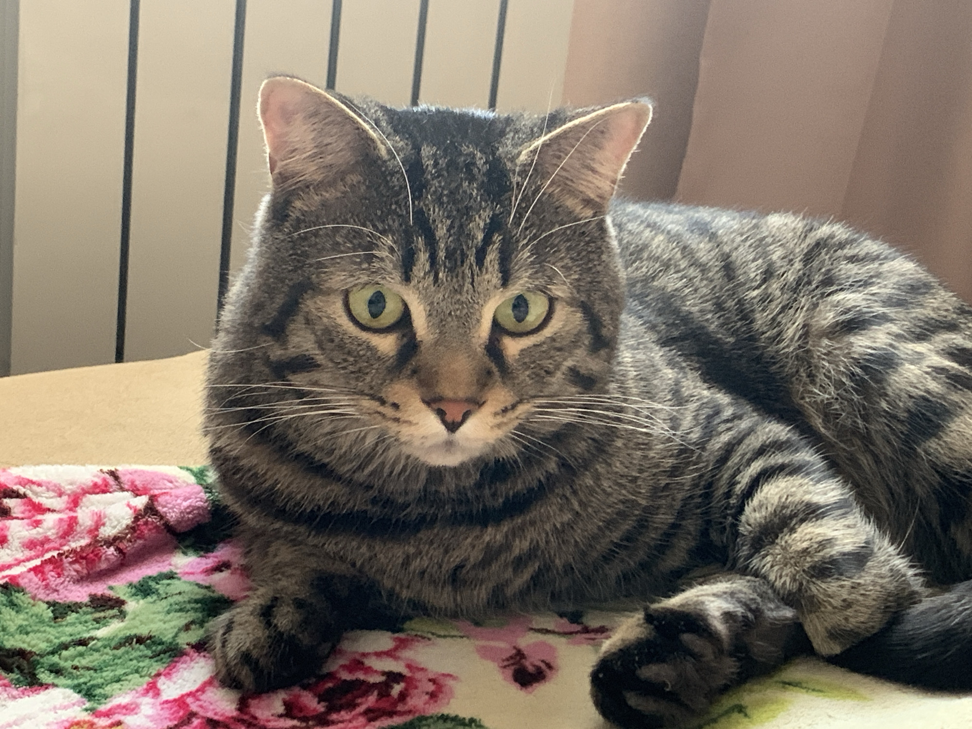 A tabby cat is lying on a floral blanket. The cat is facing the camera and has green eyes. Its fur is a mix of brown, black, and grey stripes. The background is blurred and appears to be a wall with vertical lines and a light-colored curtain.