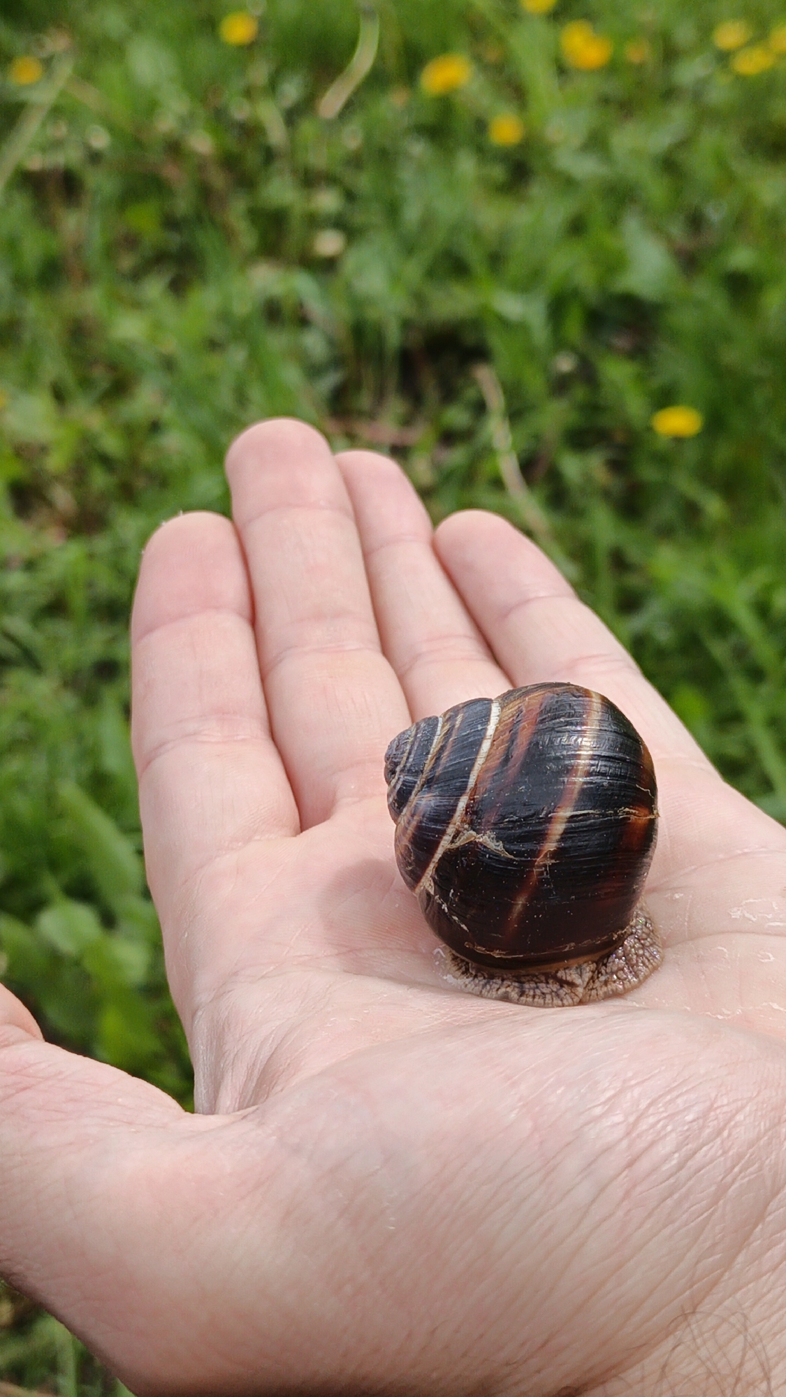 A snail sits on the open palm of a hand against a blurred background of green grass and yellow flowers. The snail's shell is dark brown with light brown and white stripes. The hand is light-skinned and occupies the lower center of the image. The background is out of focus, showing green grass with small yellow flowers scattered throughout. The image appears to have been taken outdoors in daylight. The location is specified as Goryachiy Klyuch, Russia.