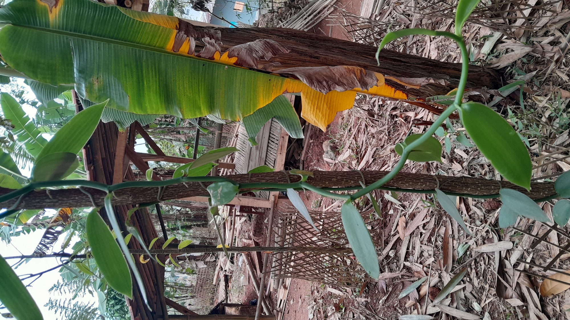 A vanilla vine is growing vertically up a tree trunk in what appears to be a rural or semi-rural setting, likely in or around Sumedang, Indonesia. The vine has lush green leaves and is wrapped around the rough bark of the tree. In the background, there is a wooden structure, possibly a shelter or part of a dwelling, with a thatched or corrugated roof. Banana leaves, some green and some yellowing and dried, are visible, along with fallen leaves and debris on the ground, suggesting an outdoor environment. The overall impression is one of a plantation or garden area. There are no people visible in the image.