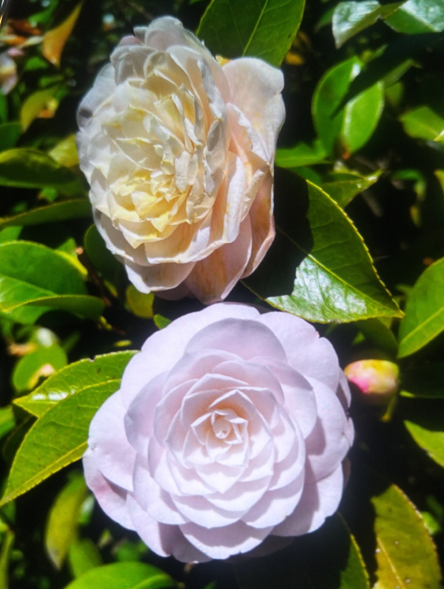 A close-up shot captures two camellia flowers against a backdrop of lush green leaves. The top flower is a pale yellow with hints of pink, its petals delicately unfurling. Below it, a second camellia displays soft pink petals arranged in a perfect spiral. The image focuses on the intricate details of the blossoms and the glossy texture of the foliage. The location is identified as Payagaboh, Indonesia.