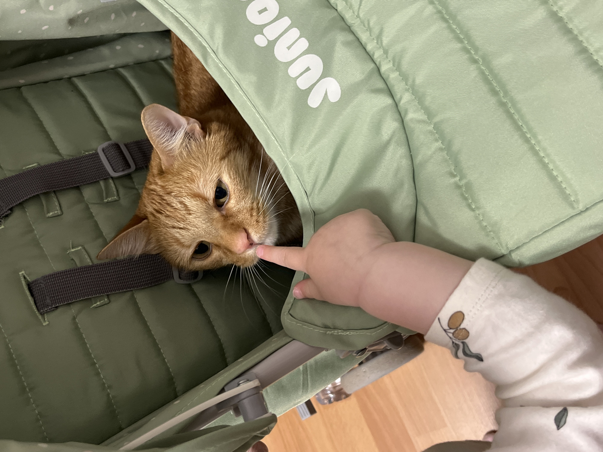An orange tabby cat is lying in a green baby stroller. A child's finger is touching the cat's nose. The stroller is in an indoor environment, possibly a home, in an unknown location. The baby's clothing appears to be light colored with an olive branch design.