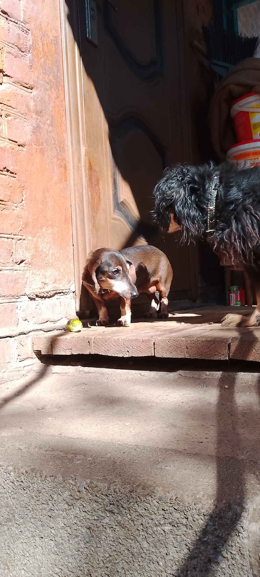 Two dogs are on a wooden platform in front of a brick wall and a brown door. The dog in the foreground is a short-haired dachshund, brown and tan, with its head down and looking to the left. To the right of the dachshund is a larger, shaggier black dog, facing the dachshund and looking down at it. A green, roughly spherical object is on the platform to the left of the dachshund. The scene is lit by bright sunlight, casting strong shadows. Behind the door, to the right, are some cleaning supplies, including a red and white bucket and bottles. The ground in front of the platform is covered in gravel and dirt.